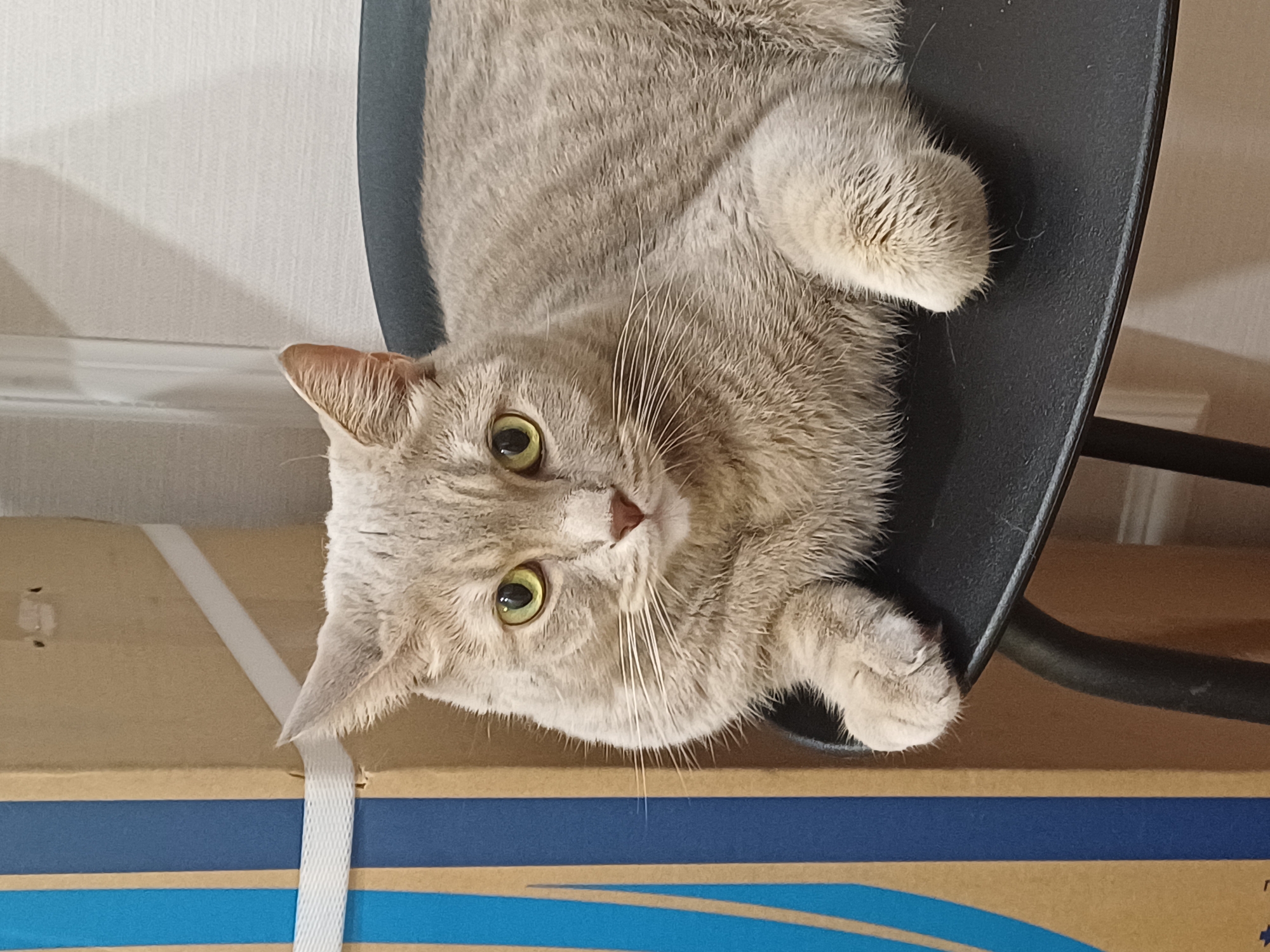 An adult, short-haired, grey tabby cat with green eyes is lying on its side on a black stool. The cat is facing the camera, and its paws are tucked in. The cat's fur has faint stripes. To the left of the cat, there is a tall cardboard box with blue and brown vertical stripes, secured with a white strap. Behind the cat, a textured white wall is visible. The background appears to be indoors.
