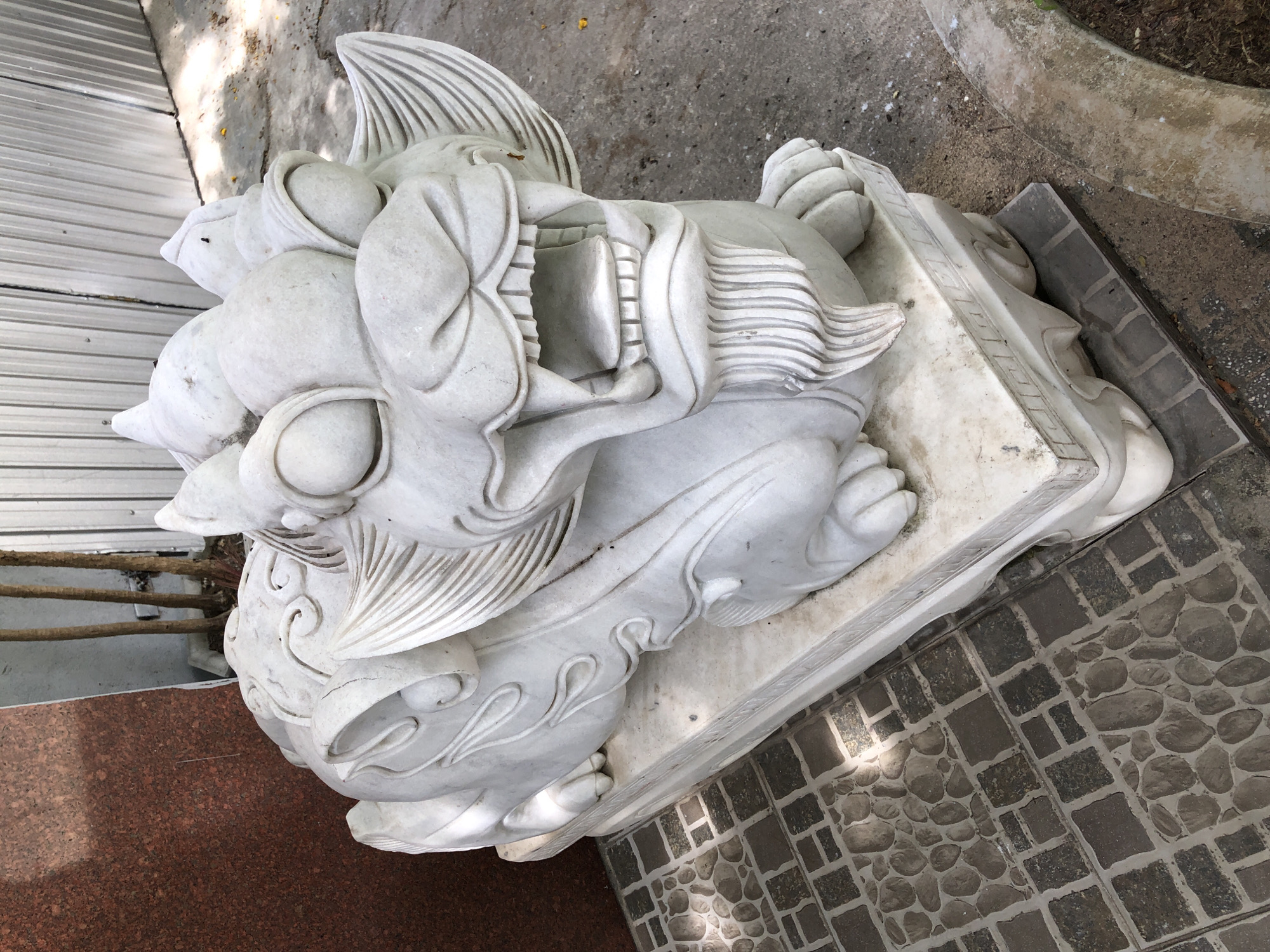 This media file showcases a white marble statue of a Foo dog, also known as a guardian lion, resting on a stone pedestal. The statue is oriented diagonally, with its head facing upwards and its mouth open, revealing intricately carved teeth and a textured tongue. The Foo dog's body is adorned with flowing mane and ornate decorative elements, suggesting a mythical or symbolic nature.
The statue is situated outdoors, on a surface composed of two distinct materials. To the left, a section of reddish-brown, coarse-grained material, possibly a floor or ground covering, is visible. Adjacent to this, and beneath the statue's pedestal, is a paved area featuring a mosaic of square and irregularly shaped grey stones, interspersed with what appear to be rounded pebbles.
In the background, a corrugated metal surface, likely a wall or fence, runs horizontally across the upper left of the frame. Beyond this, a light-colored, textured surface suggests concrete or stone, with dappled sunlight falling upon it, indicating it is daytime with some cloud cover or shade from overhead foliage. A rough-textured, curved concrete structure, possibly the rim of a planter, is present in the upper right corner, with dry soil and leaf litter visible within and around it.
The overall scene depicts an outdoor setting, likely in a garden or courtyard. The lighting suggests it is daytime. There is no visible text in the image. The statue itself is the primary subject, emphasizing its detailed craftsmanship and symbolic presence. The context provided suggests the location is Đà Nẵng, Vietnam.