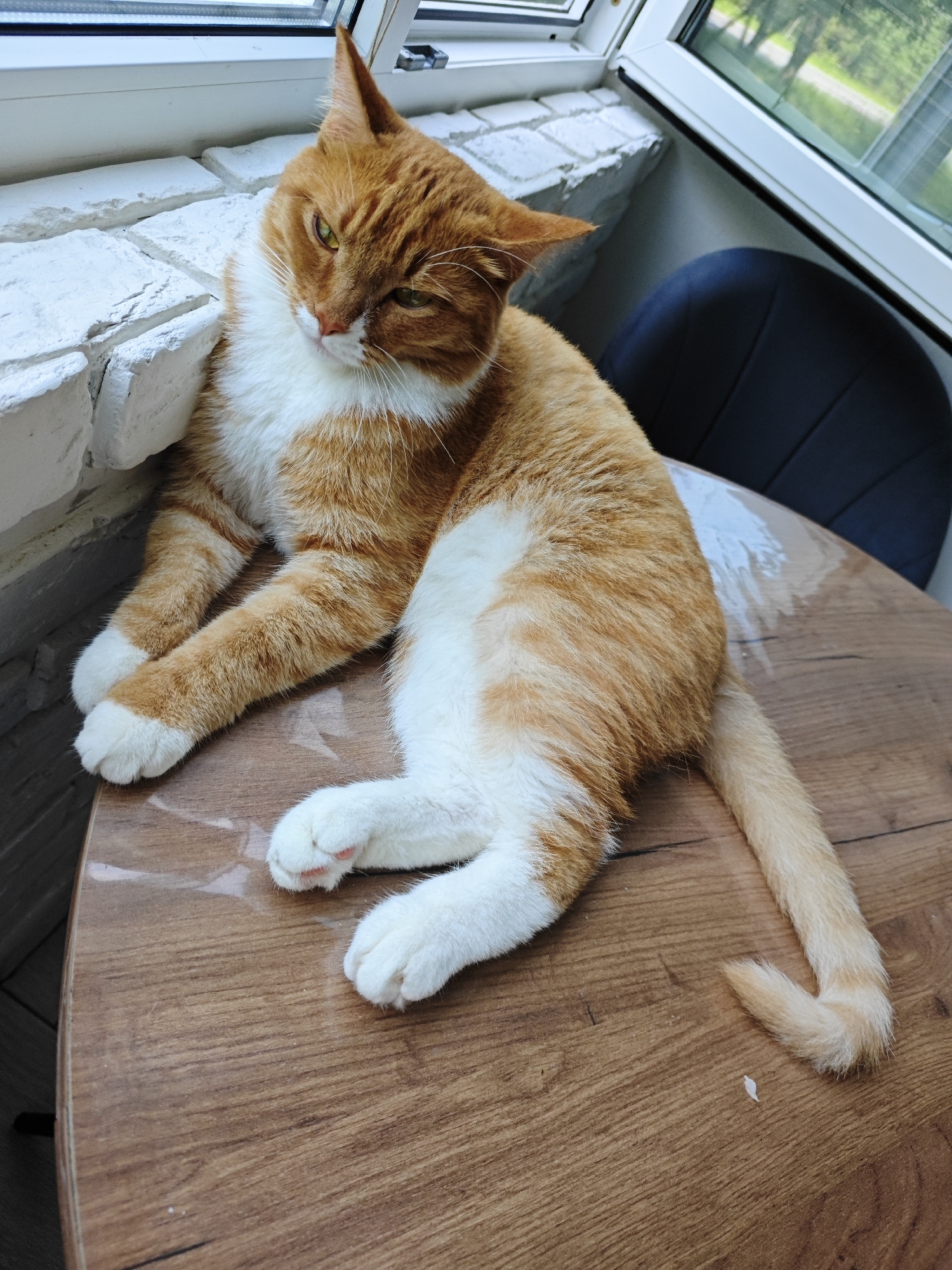 An orange and white tabby cat is lying on its side on a wooden table. The cat is facing left, with its head slightly turned towards the viewer. Its eyes are partially closed and it appears relaxed. The cat's paws are white, and its tail is curled. The table has a glossy finish and is a light brown color. In the background, there is a white brick wall and a window that looks out onto a green, leafy area. A dark blue chair is visible to the right of the cat. The overall scene suggests a domestic setting, possibly a home or a cafe, in Боровский, Russia.