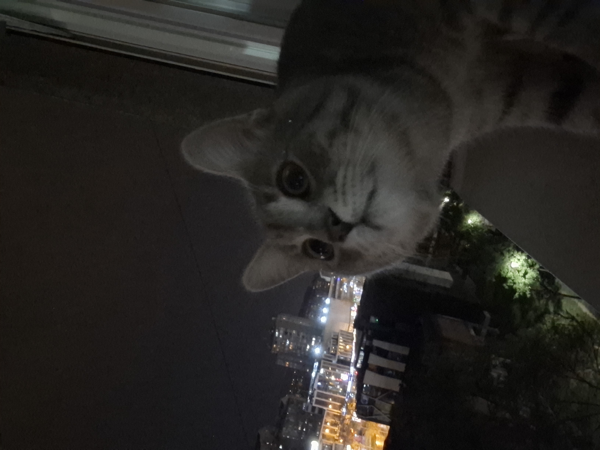 The image shows a close-up view of a gray cat's face, with its eyes looking directly at the camera. The cat's fur appears to be short and dense. In the background, there is a cityscape at night, with illuminated buildings and streets. Trees and other vegetation can be seen on the right side. The location of the photo is Novi Sad, Serbia.