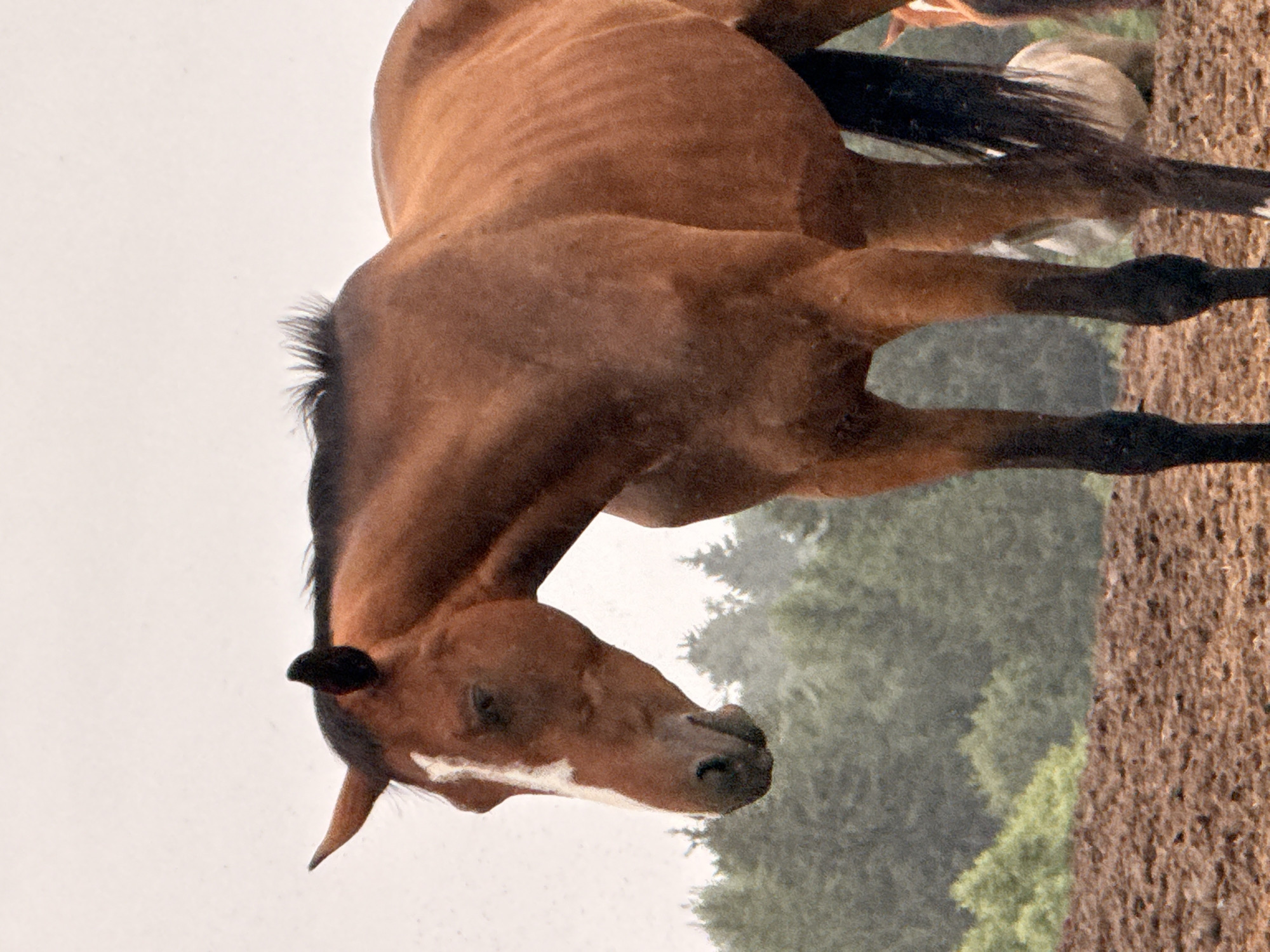 The image shows a close-up of a brown horse standing in a field. The horse has a white marking on its face. The background consists of trees and a cloudy sky. The ground in the foreground is brown and appears to be tilled soil. The image does not provide any specific information about the location in the city of Galinė, Lithuania.