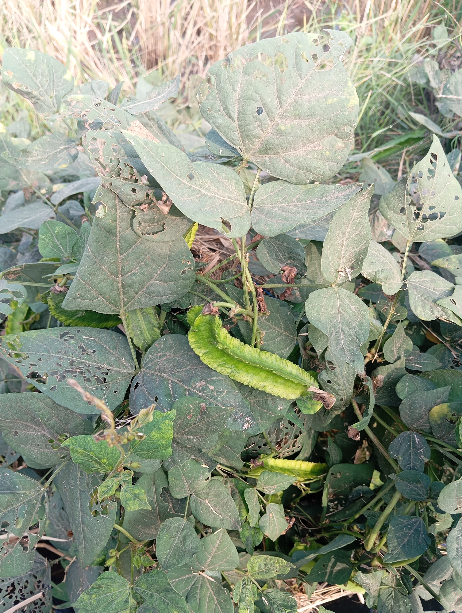 This image shows a close-up view of winged bean plants (Psophocarpus tetragonolobus) with several pods and damaged leaves. The plants are green and appear to be growing in a field with dry grass and straw in the background. The leaves exhibit numerous holes, indicating insect damage. One prominent winged bean pod, which is green and ribbed, is visible in the center of the frame, extending horizontally. Other smaller pods and developing flowers or fruits are also present. The lighting suggests it is daytime. The location is identified as Sokaraja, Indonesia.