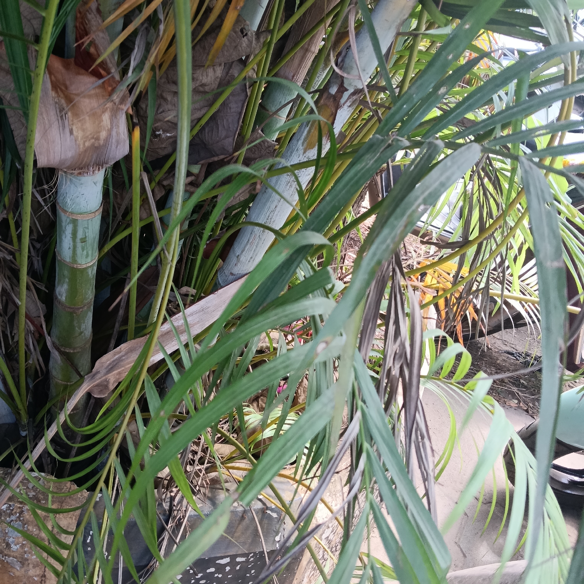 The image presents a close-up view of bamboo stalks intermingled with palm fronds, likely situated within a garden or landscaped area. The bamboo appears to be of varying ages, evidenced by color variations in the stalks. Light-colored bamboo is to the right. The palm fronds are green. It is hard to tell details or subjects beyond the plants. The location is potentially in Mapusa, India.