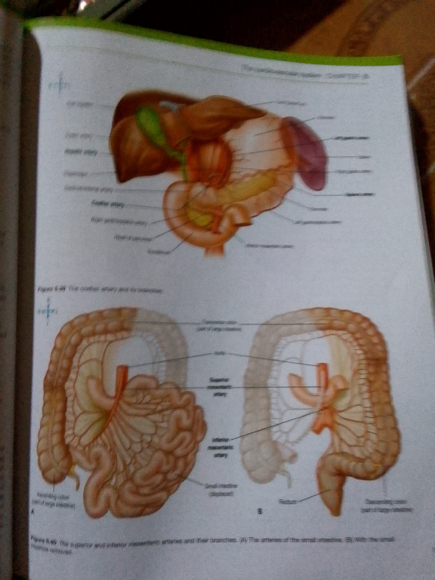 The image is a textbook illustration of the human digestive system, showing the arterial supply to the abdominal organs. The upper section depicts the liver, gallbladder, hepatic artery, stomach, pancreas, and spleen. Below this are two illustrations of the large and small intestines, showing the superior and inferior mesenteric arteries and their branches. One illustration shows the arteries of the small intestine, while the other shows the large intestine and rectum. The labels identify specific anatomical structures.