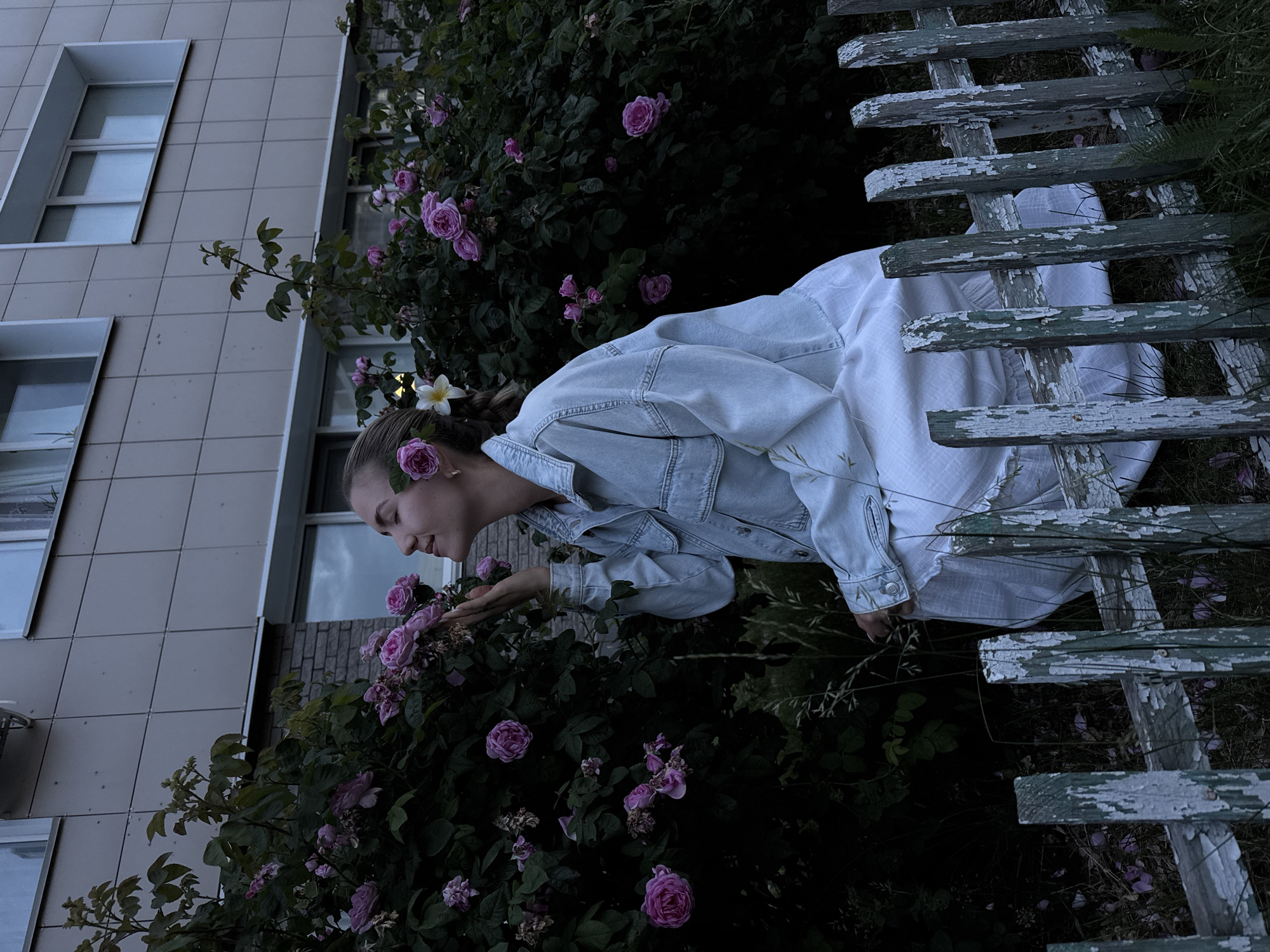 A woman with blonde hair, adorned with pink flowers in her hair, is crouched in front of a rose bush in what appears to be an urban environment. She is wearing a light blue denim jacket over a white dress and is holding a pink rose. The background features a building with a tiled facade and windows. A weathered, light-colored picket fence with peeling paint is in the foreground. The lighting suggests it is either dusk or dawn.