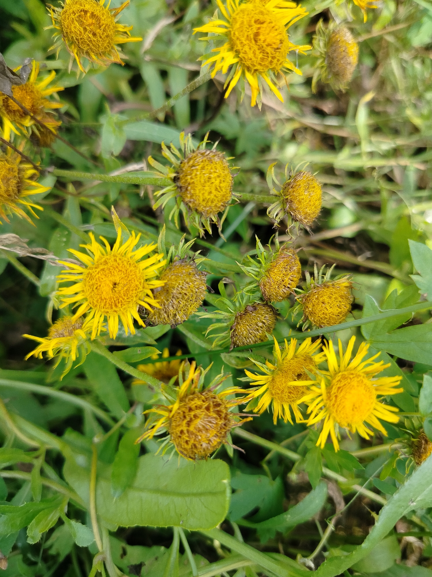 A close-up, top-down view captures a cluster of yellow wildflowers with fuzzy centers and thin, spiky petals. Some of the flowers are in full bloom, their bright yellow petals radiating outwards, while others appear to be in bud or have already begun to wilt, displaying dried brown heads. The flowers are interspersed with vibrant green foliage, creating a natural, outdoor scene. The setting is a field in the city of Kurlek, Russia, with the focus tightly on the flora. There are no people or discernible man-made structures visible.
