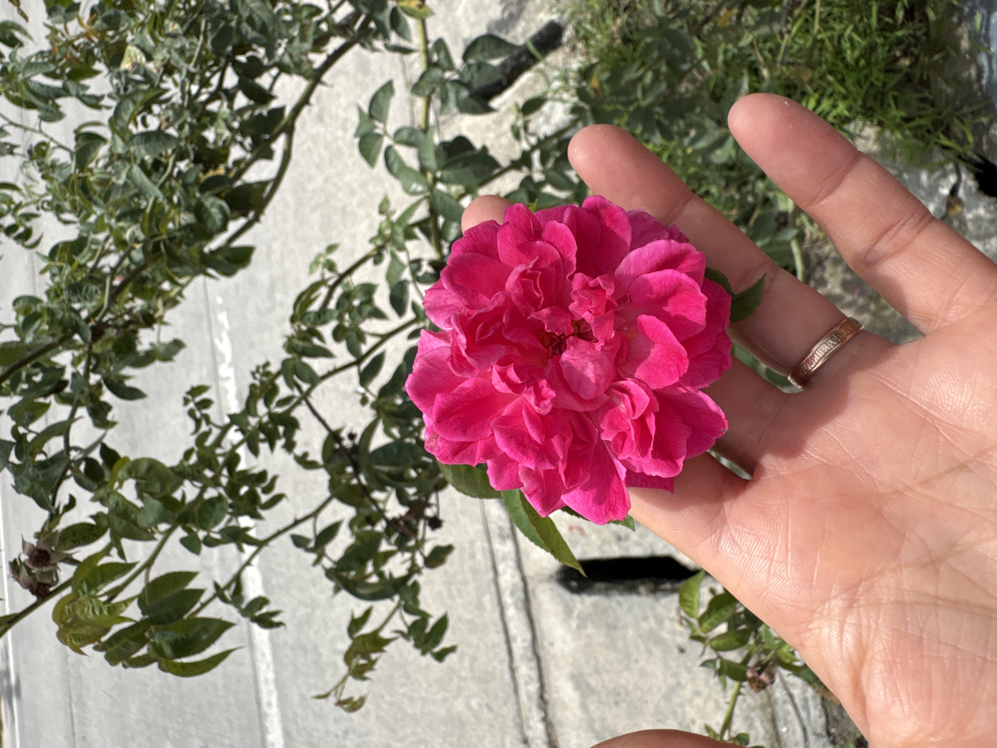 A pink rose is held in a person's hand against a backdrop of greenery and a gray concrete surface. The location is identified as Moo 4, Thailand. The hand is fair-skinned and has a ring on one finger. The rose is in full bloom. The concrete surface has indistinct markings.