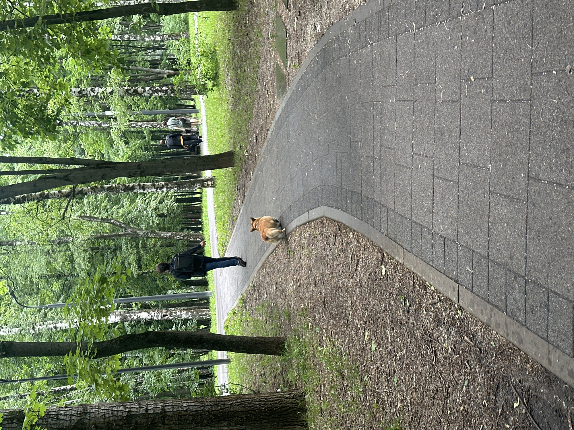 In a park setting, a person with dark hair walks away from the camera on a paved pathway. They are wearing a dark backpack. A small, short-haired dog with reddish-brown fur, likely a corgi, walks a few feet in front of the person on the same path. The pathway curves gently to the right, surrounded by trees with green leaves and a grassy area. In the background, two other individuals are also walking away from the camera on the same pathway. The ground on either side of the path is covered with dry leaves and some sparse green grass. Lampposts are visible amongst the trees. The overall environment suggests a well-maintained urban park.