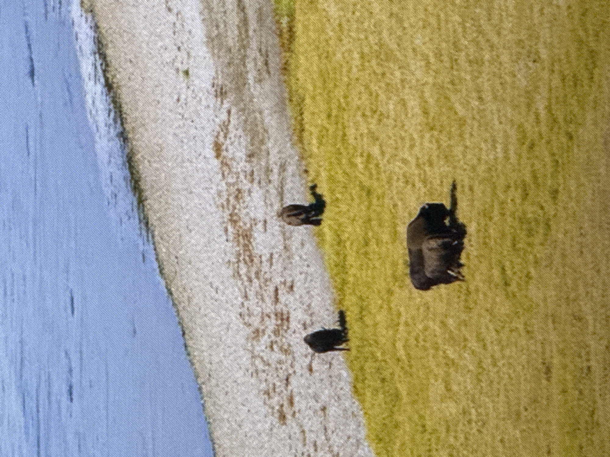 The image depicts a herd of bison grazing on a grassy hillside adjacent to a body of water. In the foreground, two bison are positioned close together, with one appearing to be a calf. Further up the slope, another bison stands facing away from the viewer. A fourth bison is visible in the middle ground, also facing away. The environment suggests a natural habitat with a rocky shoreline separating the water from the grassland. There are no humans or man-made structures visible in the image. The scene does not appear to be located in Saratov, Russia, as there are no recognizable landmarks or features that would indicate this location. The image is a photographic depiction of wildlife in a natural setting.