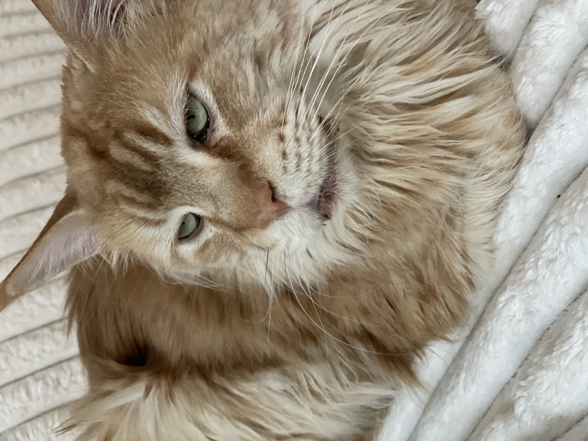 The image displays a close-up, eye-level view of an orange tabby cat resting on a white, textured surface. The cat is facing towards the right of the frame with its head tilted slightly. Its fur is long and appears fluffy, with a mix of lighter and darker orange hues. The cat has striking green eyes, and its mouth is slightly open, revealing a hint of its tongue. Long white whiskers extend outwards from its muzzle. The background is a soft, out-of-focus white material, likely a blanket or bedding, with a subtle ribbed texture. The lighting is even, illuminating the cat's features clearly. There is no indication of the location being in Rozsoshentsi, Ukraine.