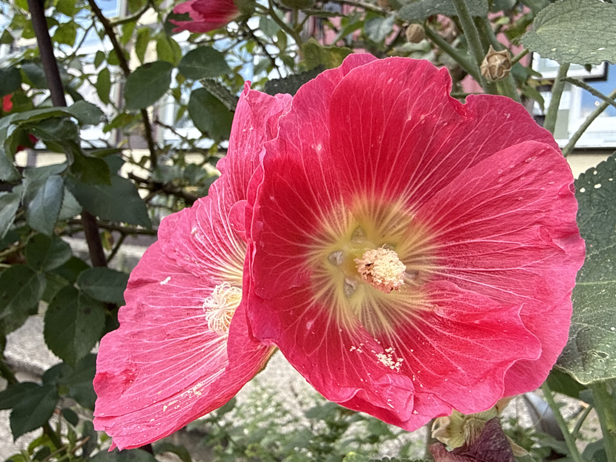 A close-up shot captures two bright pink hollyhock flowers, their petals unfurling towards the viewer. The flower in the foreground is dominant, its vibrant color contrasting with the muted green foliage and brown stems that surround it. The center of the flower reveals a cluster of stamens dusted with pale yellow pollen. Behind it, another hollyhock flower is partially visible, its petals a similar shade of pink. The background is a blur of green leaves and branches, with hints of a building and sky suggesting an outdoor setting. The image appears to be taken in a garden or natural area, possibly in Walkenried, Germany, given the context.