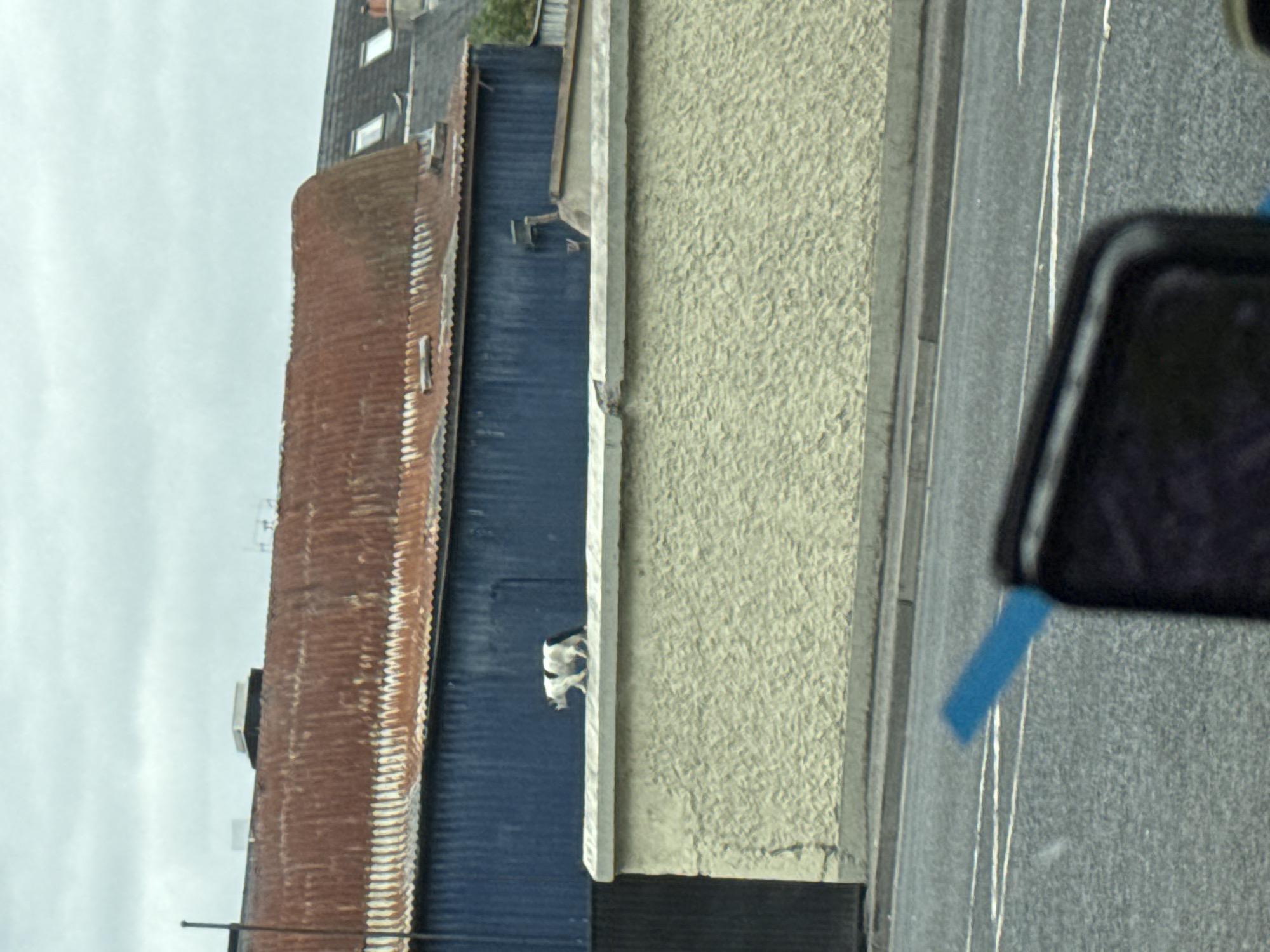 A black and white cat walks along a pale yellow textured wall. Behind the wall, a long, corrugated blue building stands with a rusty, corrugated metal roof. The sky is overcast and grey. In the foreground, part of a car's dashboard and a blue object are visible, suggesting the photo was taken from inside a vehicle. This scene is located in the city of Kilkenny, Ireland.