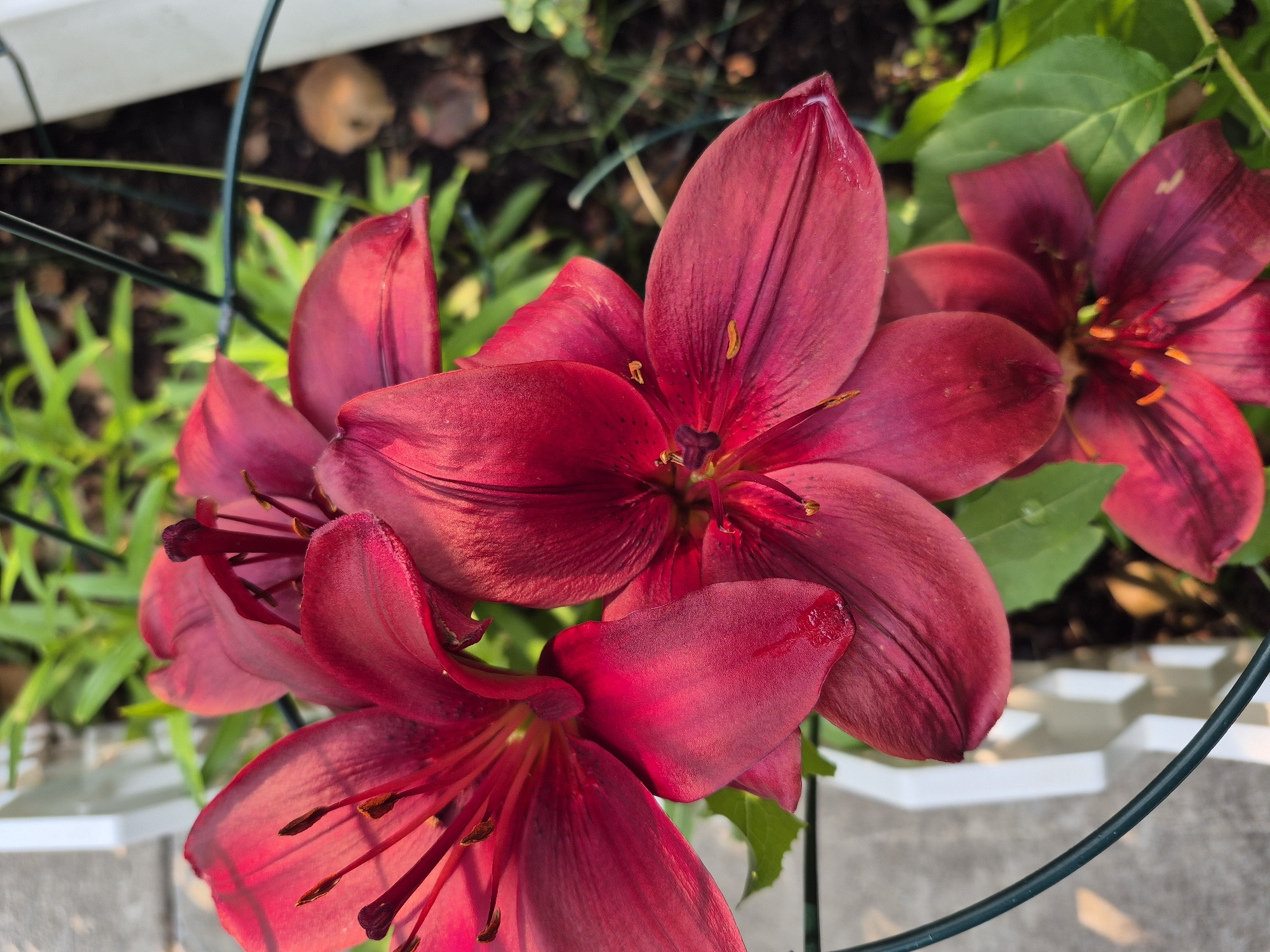 A close-up shot captures several deep red lily blooms. The petals are broad and slightly curled, with a velvety texture. Stamens, tipped with dark anthers, protrude from the center of each flower. The background is softly blurred, revealing green foliage, dark soil, and hints of a white fence. A dark green wire cage is visible in the foreground, partially obscuring the lower part of the flowers. The lighting suggests an outdoor setting, possibly a garden.