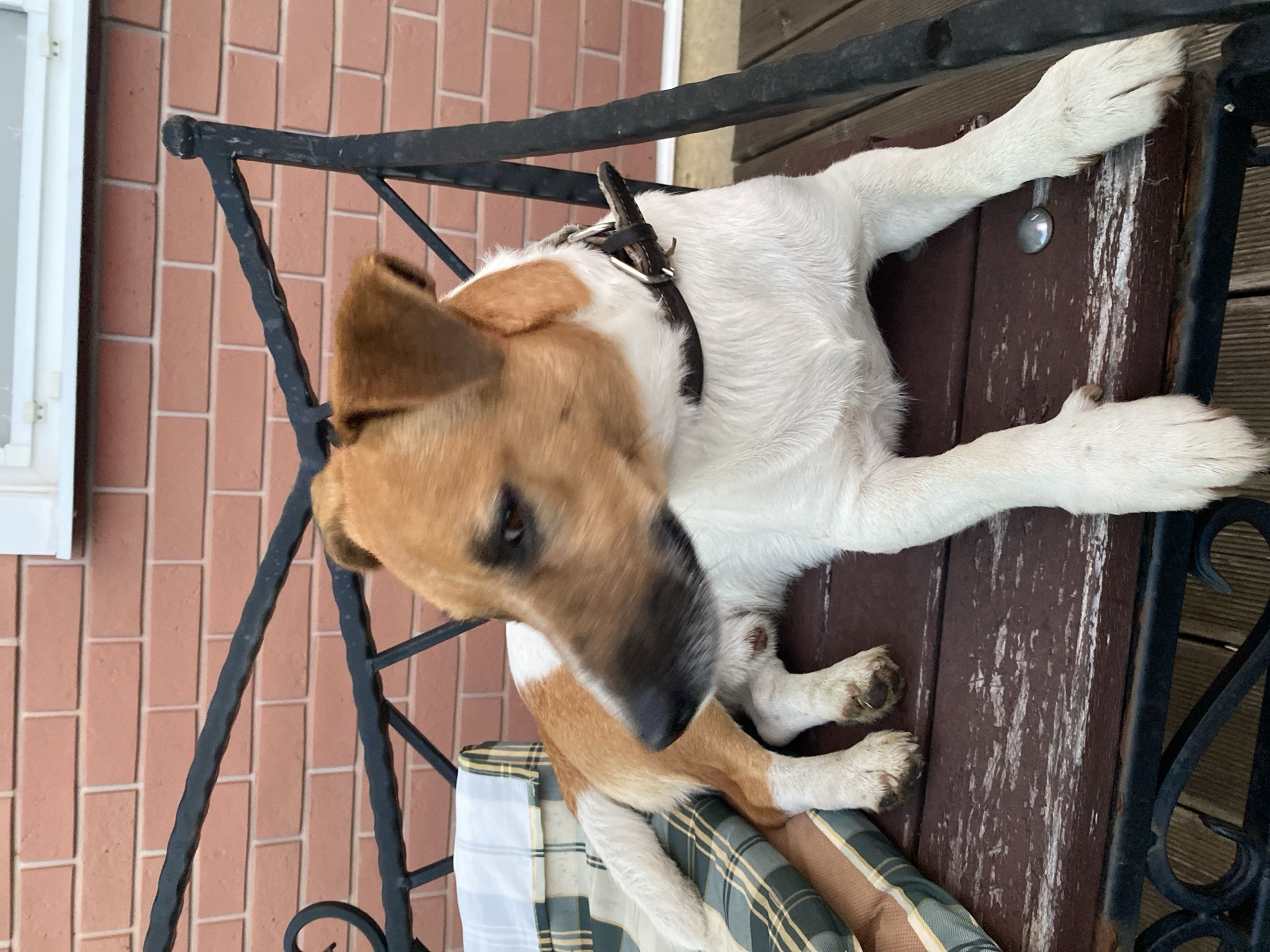A dog with tan and white fur is lying on a wooden bench with a plaid cushion. The dog is wearing a dark collar and is looking to its left. The bench is in front of a brick wall. The scene appears to be outdoors, possibly in a backyard or patio area. The location is identified as Bol'shoe Zaborod'e, Russia.