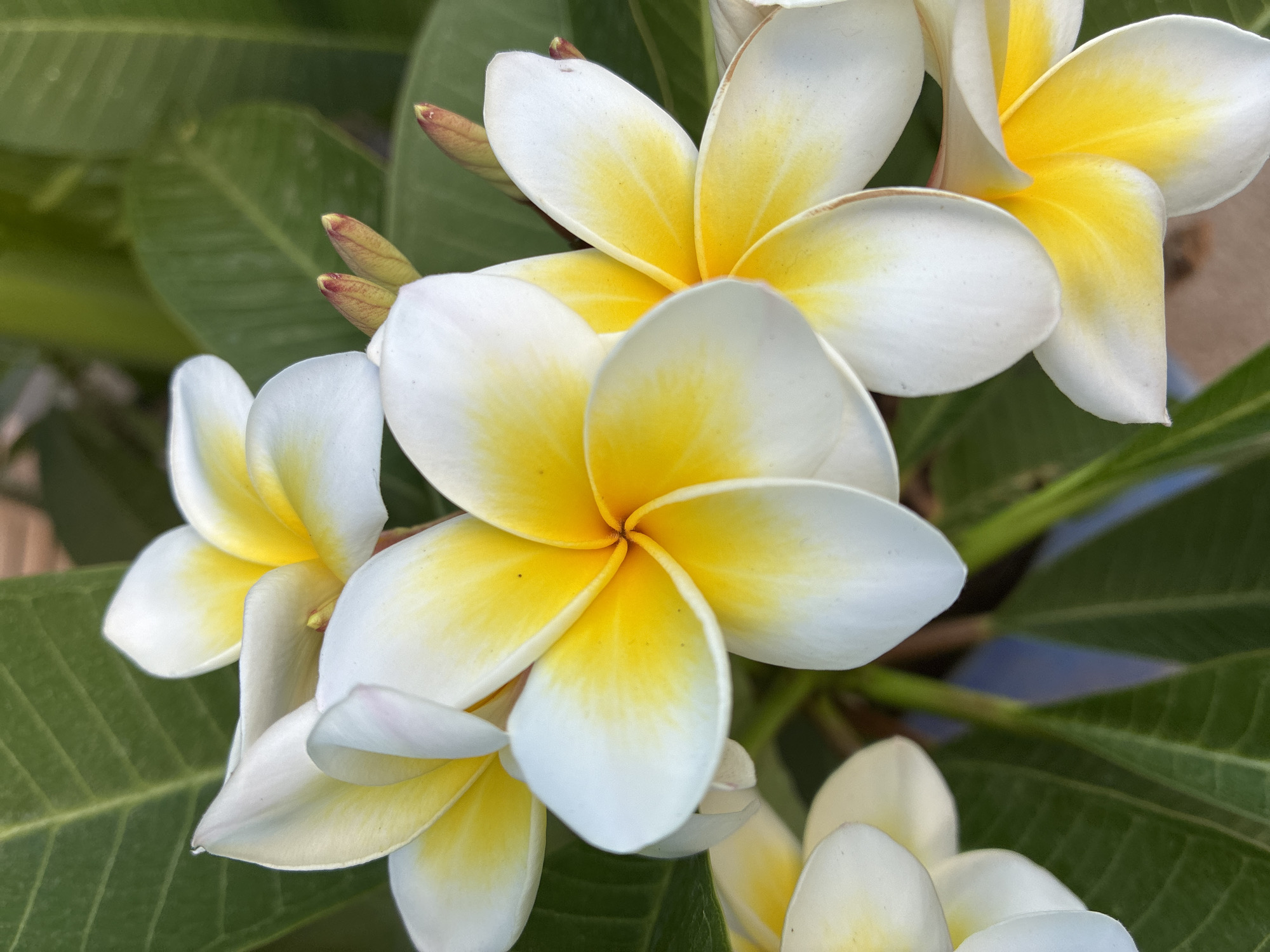 A close-up, vertical shot showcases a cluster of white and yellow plumeria flowers with green leaves in the background. The flowers are in various stages of bloom, with some fully open and others still budding. The petals are white with vibrant yellow centers that transition to a soft yellow hue. The leaves are a deep green with visible veins. The setting appears to be outdoors, in a natural environment, potentially a garden or park. The image was captured in Alanya, Turkey, though specific landmarks or contextual details from the city are not apparent within the frame.