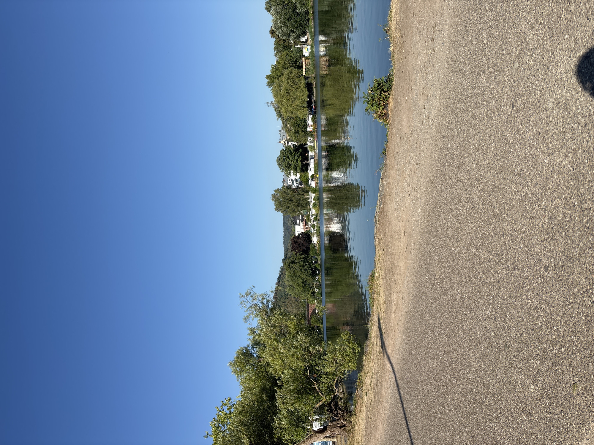 This is an eye-level, horizontal, medium shot of a tranquil lake in Miltenberg, Germany. The sky is a clear, vibrant blue. On the left side of the frame, a large, leafy tree with a thick, gnarled trunk leans over the water. A paved path runs along the foreground, transitioning to a dirt and grass embankment. The lake's surface is calm, reflecting the lush green trees and buildings that line the opposite bank. Several white structures, likely residences or businesses, are visible amongst the foliage, some appearing to be of multi-story construction. Further in the distance, a forested hill rises under the clear sky. The overall atmosphere is peaceful and serene, suggesting a warm, sunny day. There are no people visible in the scene.