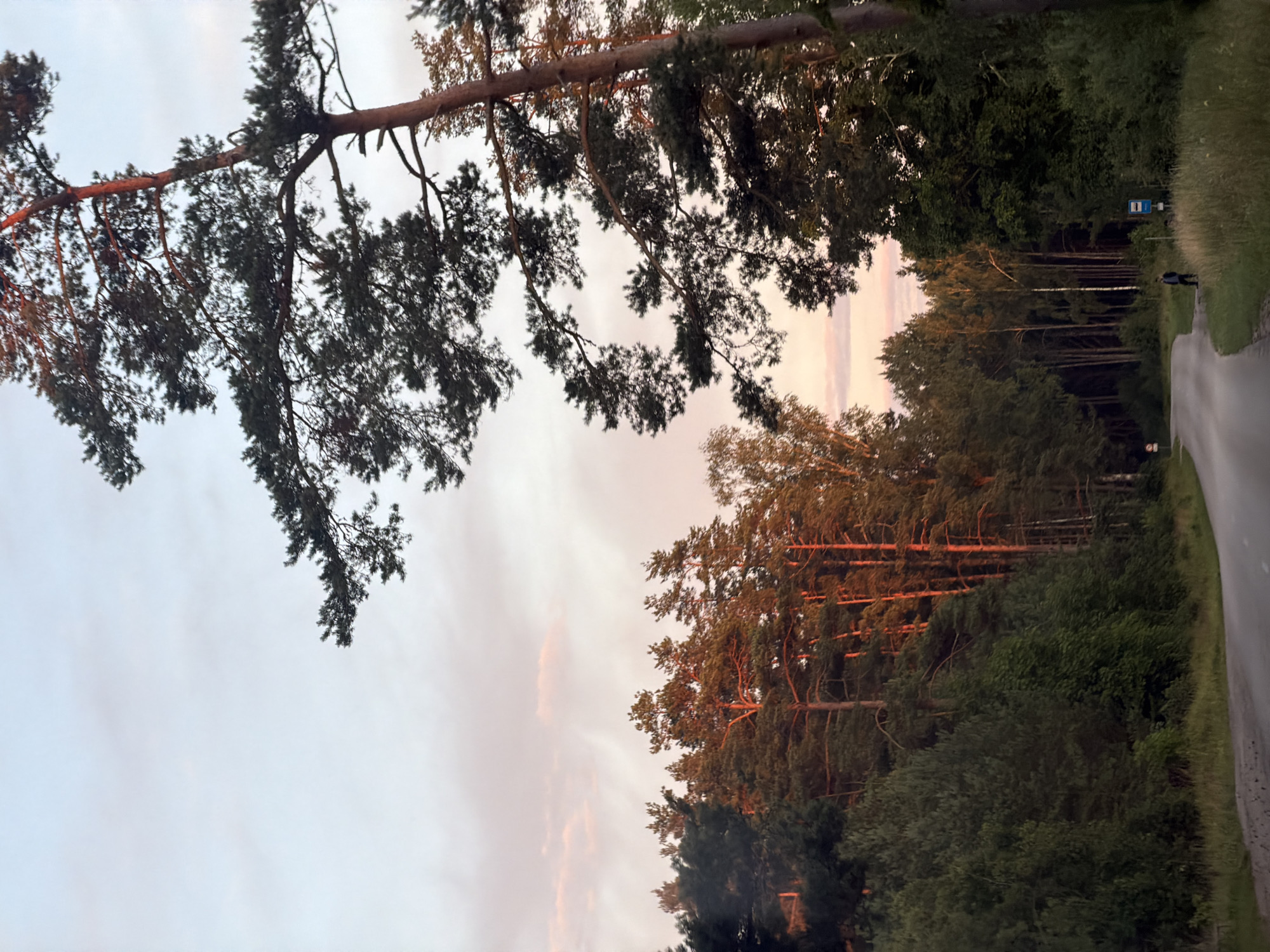 A paved road curves through a wooded area at dusk. The sky is a pale pink and blue, with scattered clouds. Tall pine trees line the right side of the road, their trunks illuminated by the setting sun. On the left, a dense forest of green trees rises up a gentle slope. A single person, dressed in dark clothing, stands on the shoulder of the road, facing away from the camera. Further down the road, a blue bus stop sign is visible. The overall scene suggests a peaceful, rural setting in Usma, Latvia.