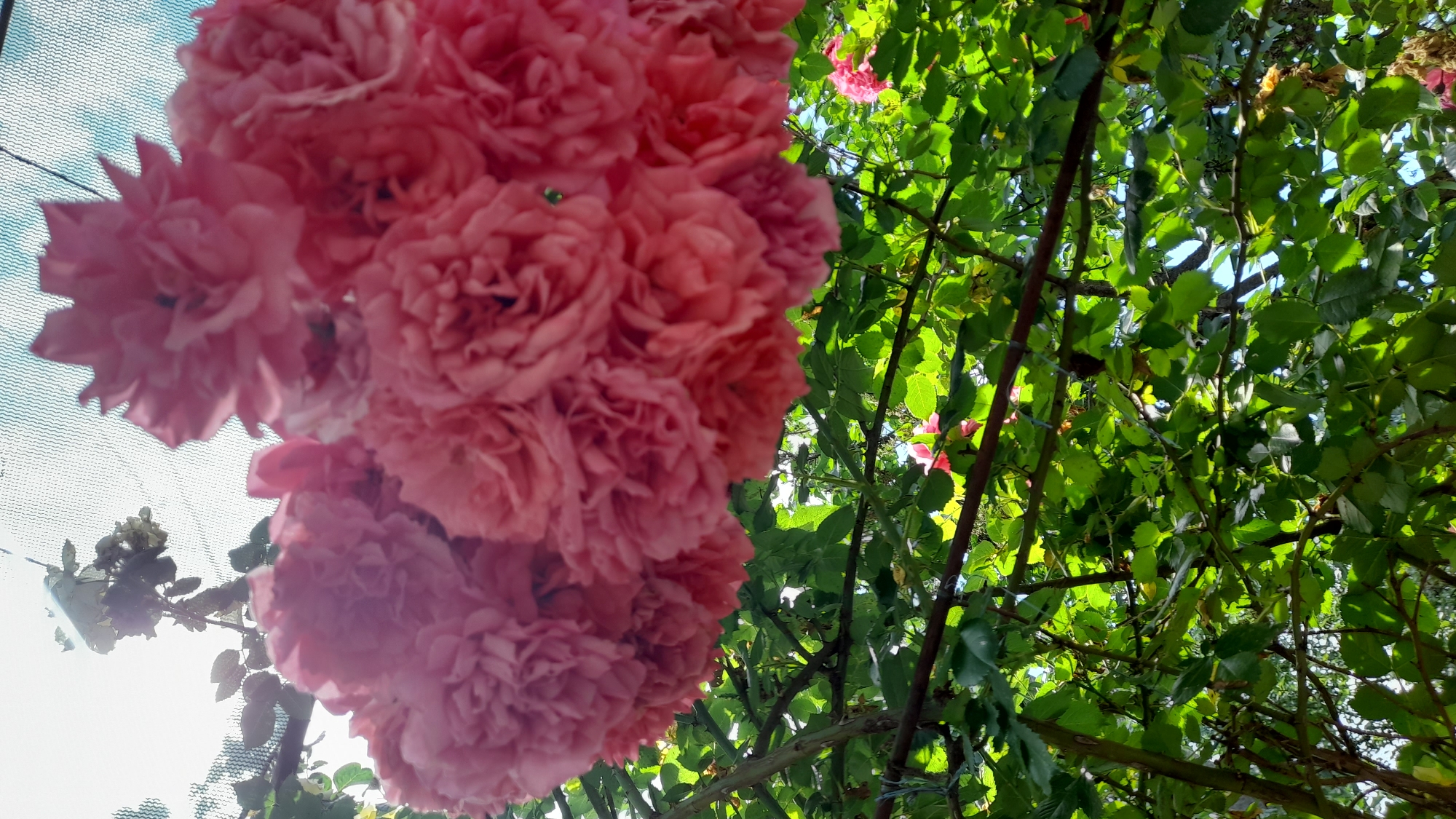 A cluster of vibrant pink roses is prominently displayed in the foreground, their lush petals creating a dense, ruffled texture. The flowers are in full bloom, with some appearing tightly furled and others more open, showcasing multiple layers of delicate petals. They are suspended from branches covered in dark green leaves, suggesting they are part of a climbing or sprawling rose bush.
Beneath the roses, a dense canopy of green leaves forms the middle ground. The leaves are varied in size and shape, with sunlight filtering through them, creating dappled light and shadow patterns. The branches are intertwined, forming a natural trellis.
In the background, hints of a bright, hazy sky are visible through the foliage, suggesting an outdoor setting. A light-colored mesh or net-like structure is faintly discernible in the upper portion of the image, possibly a garden netting or canopy.
On the lower right side of the image, a single, smaller pink rose bloom is visible, distinct from the main cluster. The scene overall evokes a sense of natural beauty and abundance, characteristic of a garden in full bloom during the warmer months. The image appears to have been taken in Bagayevskaya, Russia, as indicated by the metadata.