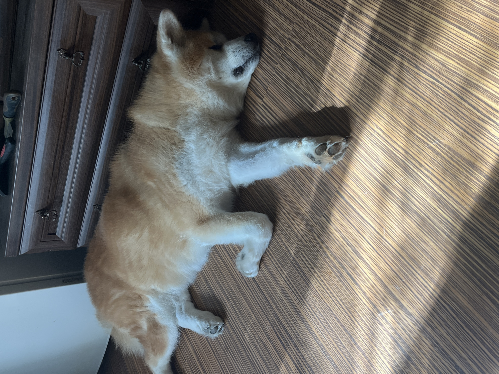 A fluffy, light brown and white dog is sleeping on a wood-patterned floor. The dog is lying on its side with its head resting on the floor. Its eyes are closed and its mouth is slightly open. The dog's paws are splayed out. In the background, there is a dark wood dresser with ornate metal drawer pulls. The floor is illuminated by streaks of sunlight. The scene appears to be indoors, in a residential setting. The location is not specified as Minsk, Belarus.
