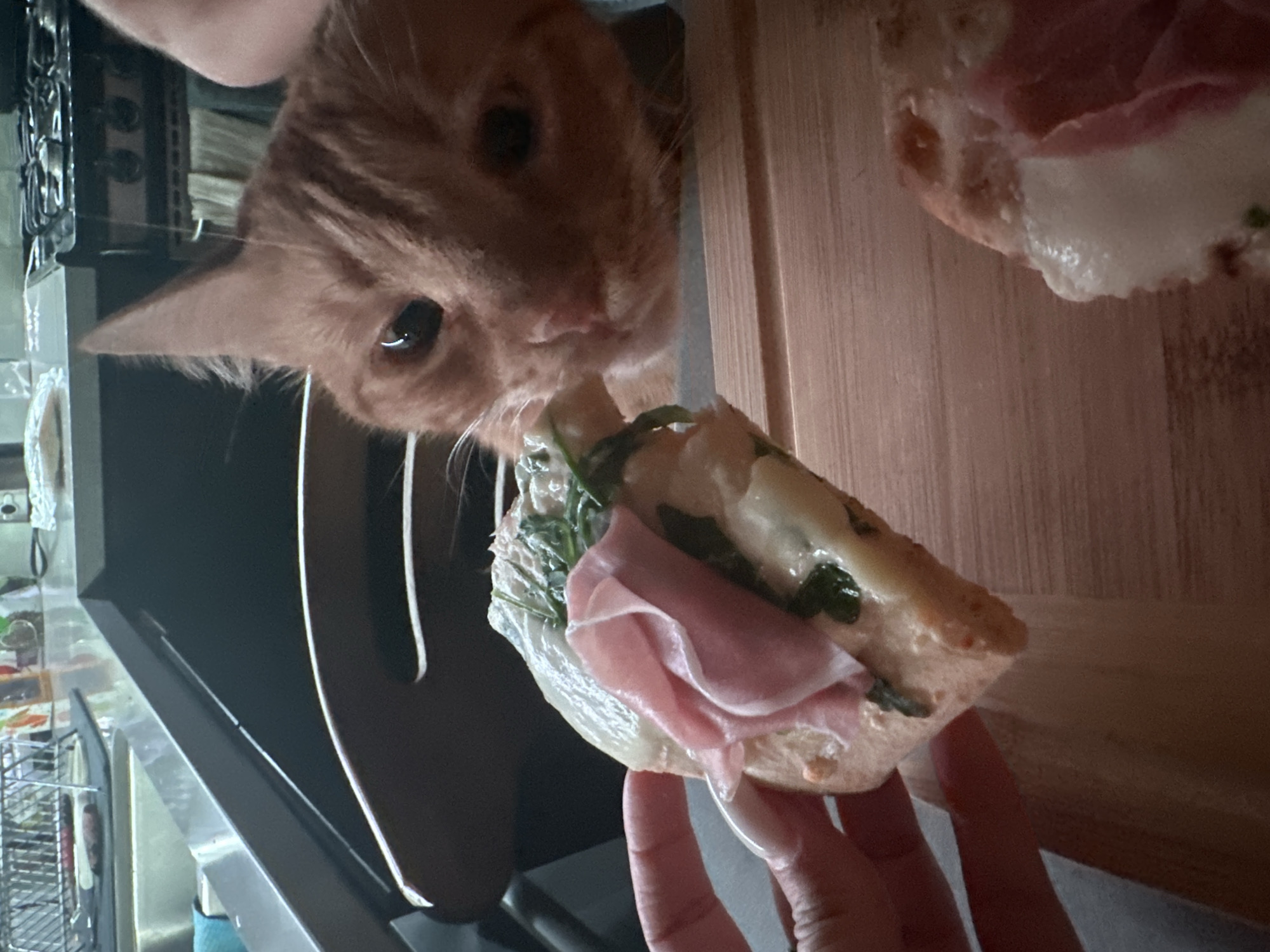 An orange tabby cat is attempting to eat a sandwich that is being held in a person's hand. The sandwich is made with bread, prosciutto, cheese, and leafy greens. There is a second sandwich on a cutting board in the background. The location appears to be a kitchen, as a sink and cooking utensils are visible in the background. The city is Unknown, Unknown.