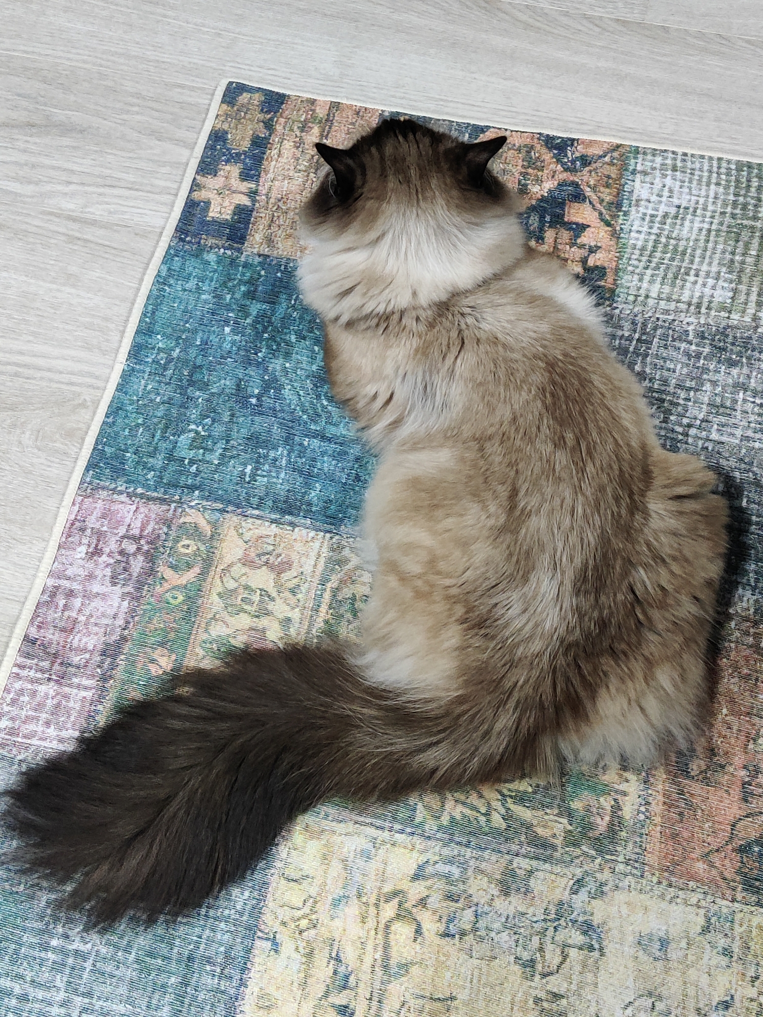 A medium-sized, fluffy cat is lying on a colorful, patchwork-style rug. The cat has dark brown and beige fur, with a dark brown tail that curves to the left. The rug has various patterns and colors, including shades of blue, green, pink, and yellow. The rug is on a light-colored wooden floor. The location appears to be indoors, though the city of Unknown, Unknown is not discernible from the image.
