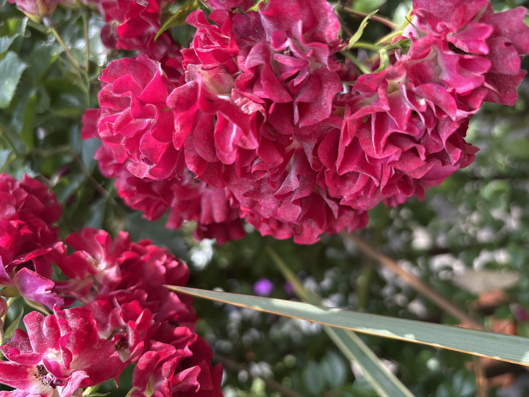 A close-up, shallow depth-of-field photograph showcases clusters of vibrant crimson roses with delicate, ruffled petals, some showing signs of fading. A long, slender green leaf with pale yellow stripes cuts diagonally across the frame from the lower left, slightly out of focus. In the background, blurred green foliage and hints of bokeh lights create a soft, diffused atmosphere. The image is set in the city of Sochi, Russia, likely in a garden or park, given the natural elements. There are no people or animals visible in the scene.