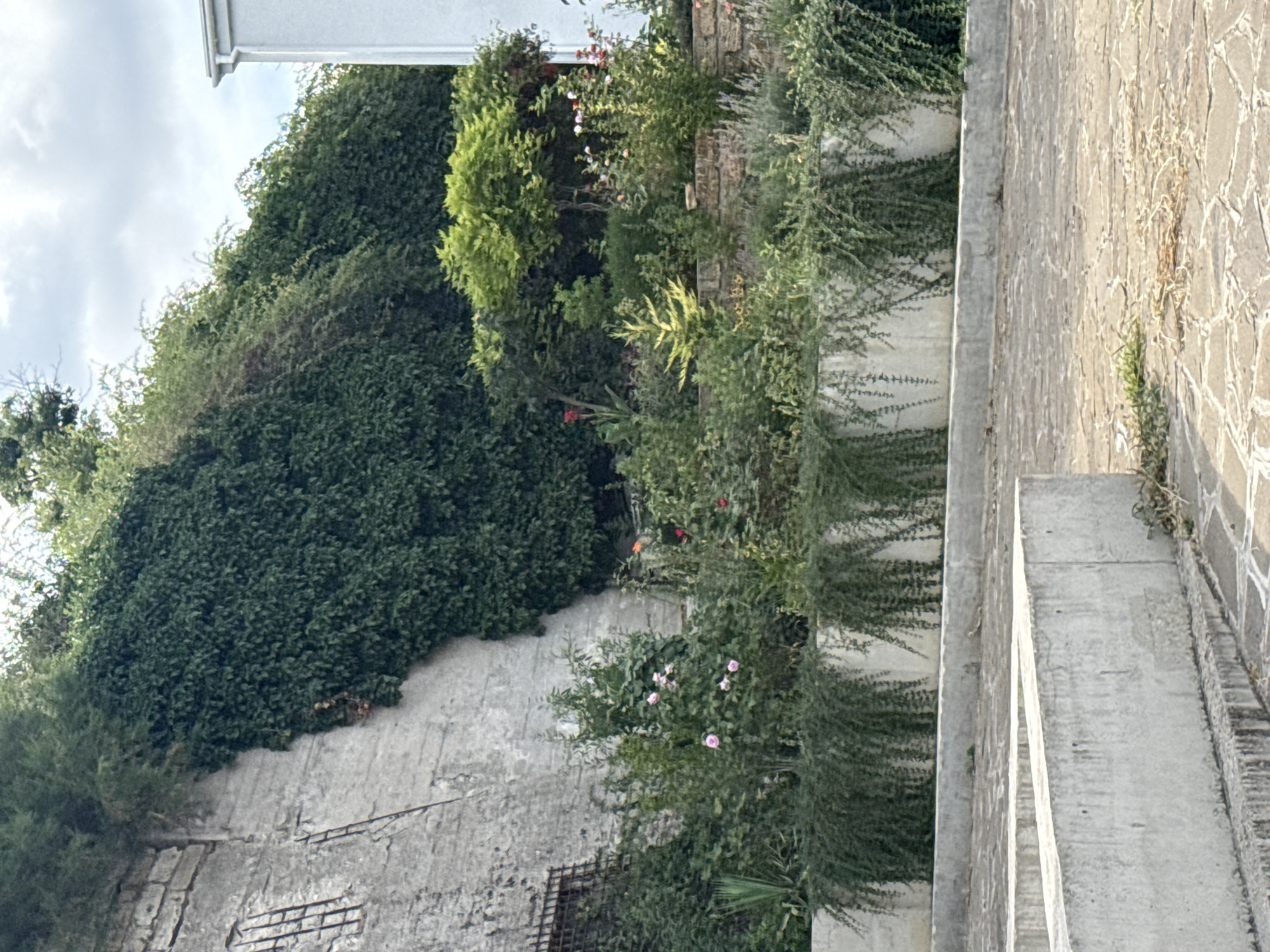 The image shows an outdoor scene in Kerch, Ukraine. In the foreground, there are rough concrete structures and a paved area. Behind these structures, there is a tiered garden with various plants, including flowering bushes with pink and red blooms, ornamental trees, and dense green foliage. A light-colored building with a gutter is visible on the far right. A stone wall covered in ivy rises up behind the garden, and on the left side of the wall, a section of rough stone construction with a barred window opening is visible. The sky above is partly cloudy.