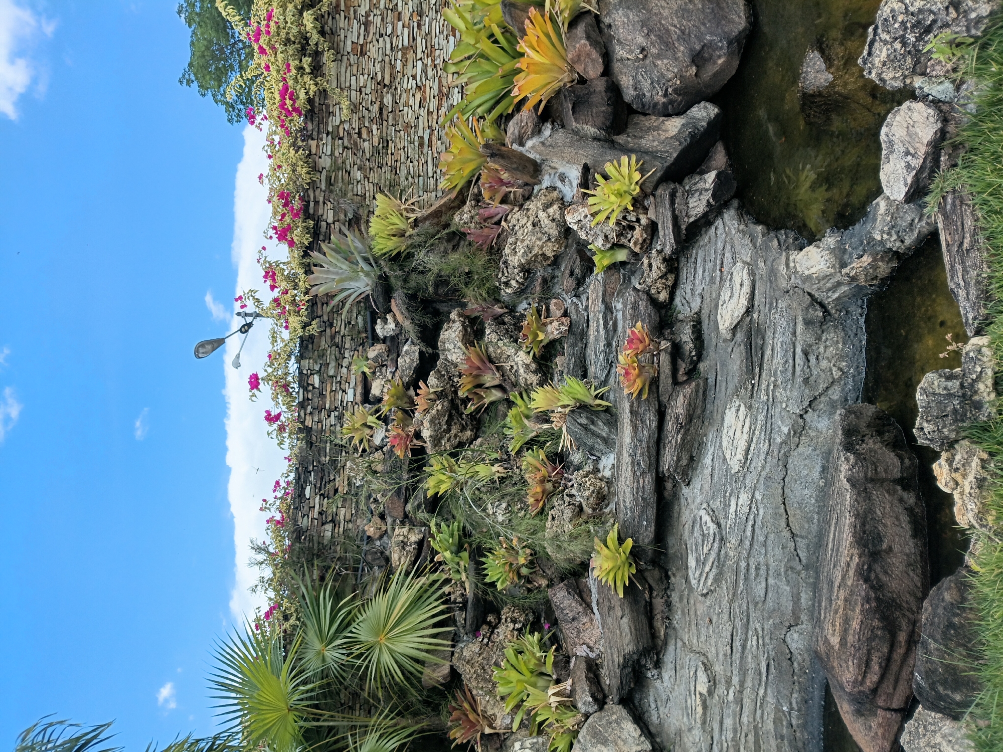 The image displays a vibrant, landscaped garden featuring a rock wall, diverse plant life, and a tranquil water feature under a bright, sunny sky. The scene depicts an outdoor setting, likely a park or botanical garden, consistent with a tropical or subtropical environment like Vallecito, Venezuela.
In the upper portion, a tall stone wall, constructed from variegated natural stones, is covered extensively with lush green foliage and numerous clusters of bright pink bougainvillea flowers. Extending from the wall into the clear blue sky, a dark-colored street light fixture is visible. The sky itself is a vivid blue with scattered white cumulus clouds, indicating a clear, daytime setting with good weather.
The midground and foreground are dominated by an intricate rock formation, creating a naturalistic tiered landscape. Numerous bromeliads and other tropical plants thrive among the rocks, displaying a range of colors from vibrant green to yellow, red, and pinkish hues. Some areas also feature delicate, wispy green foliage. The rocks themselves are varied in size, texture, and color, ranging from dark grey to lighter tones, with some surfaces exhibiting stylized, possibly carved or molded, patterns.
Towards the lower right, a calm, dark body of water, resembling a pond or stream, winds its way through the rocks. The water appears still and somewhat murky, with several submerged rocks visible beneath its surface. The edge of the water on the far right is bordered by bright green grass. In the lower left corner, large, fan-shaped leaves of a palm-like plant are partially visible, enhancing the tropical atmosphere.
No people or animals are visible in the scene, and there is no discernible text. The overall impression is one of serene natural beauty and meticulous landscaping.