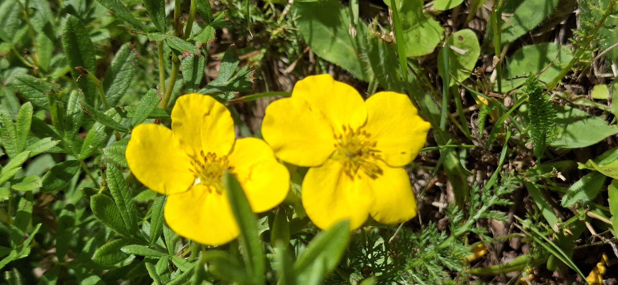 Two bright yellow flowers with five petals each are in focus in the center of the image, nestled amongst lush green foliage and grass. The flowers have visible stamens in their centers. One flower is slightly above and to the left of the other, which is positioned lower and to the right. The background consists of a dense arrangement of green leaves and stems, with some dried grass and small stones visible on the ground. The lighting suggests a sunny day, casting shadows on the foliage. The scene depicts a natural outdoor environment, likely a garden or a park, in Orimattila, Finland. There are no people or animals present in the image.