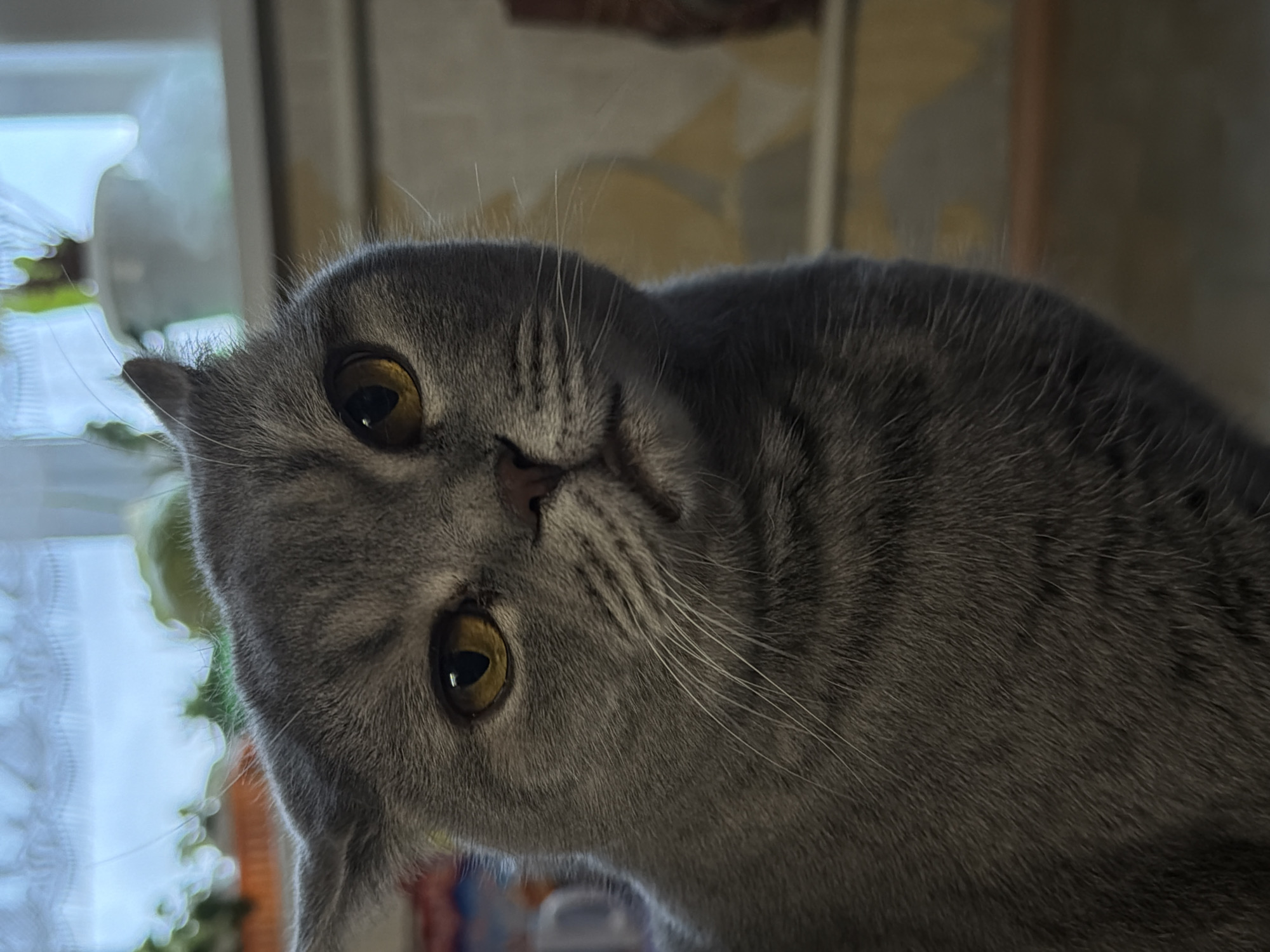 A close-up, eye-level photograph features a grey, short-haired cat with its head sharply tilted to the left, gazing directly at the viewer. The cat, likely a British Shorthair or similar breed, has striking round amber-yellow eyes with dark pupils, and a small, pinkish-brown nose. Prominent white whiskers fan out from its muzzle. Its dense, soft grey fur displays subtle darker tabby markings, visible on its forehead and body. The background is significantly blurred, indicating an indoor setting in Perm, Russia. To the left, a brightly lit window is visible, with hints of a white sheer curtain or net, suggesting daytime. The overall impression is one of curiosity and engagement from the feline subject. There is no visible text in the image.