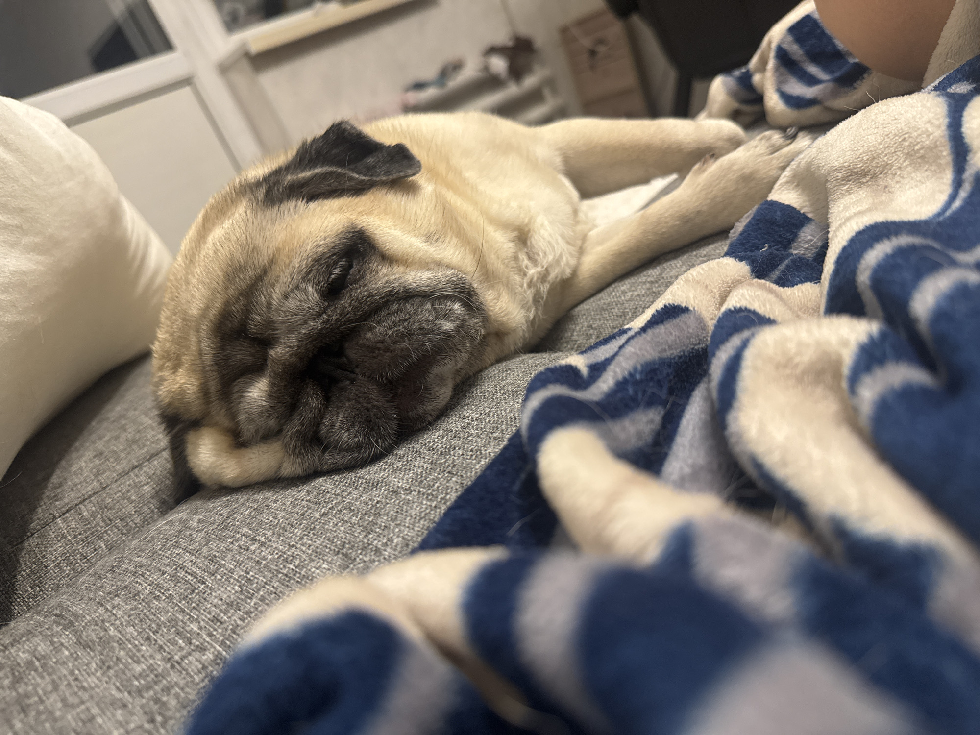 A pug dog sleeps peacefully on a grey couch, partially covered by a blue and white striped blanket. The dog's face is turned towards the left side of the frame, with its eyes closed and its muzzle resting on the couch. Its fawn-colored fur is visible, along with its characteristic wrinkled face and dark markings around its eyes and ears. The blanket is soft and plush, with a pattern of alternating blue and white stripes. The couch appears to be made of a textured fabric, likely upholstery. The background is slightly blurred, but suggests an indoor setting with some furniture and a window. The lighting is soft, indicating a room with natural light or a dim indoor light source. The image captures a moment of tranquility and comfort for the sleeping canine. The location is not specified in the provided image or hints.
