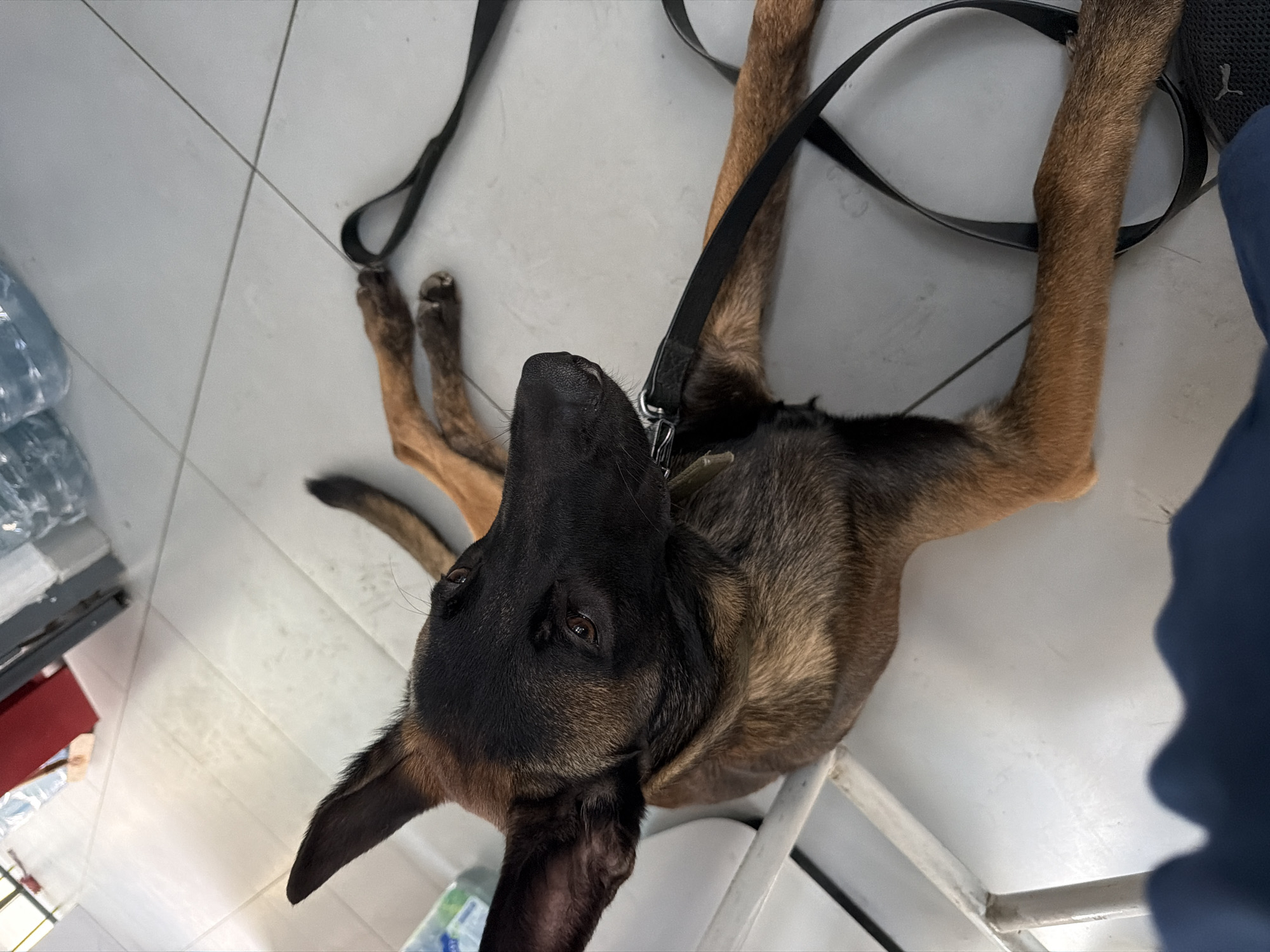 The image shows a Belgian Malinois dog lying on a tiled floor. The dog has a black muzzle, brown fur, and large ears. It is wearing a collar and a black leash, which extends to the right of the frame. The dog's legs are splayed out. In the background, there are several large bottles of water and some furniture. There is no visible indication of the dog's location within the city of Rostov-on-Don, Russia.