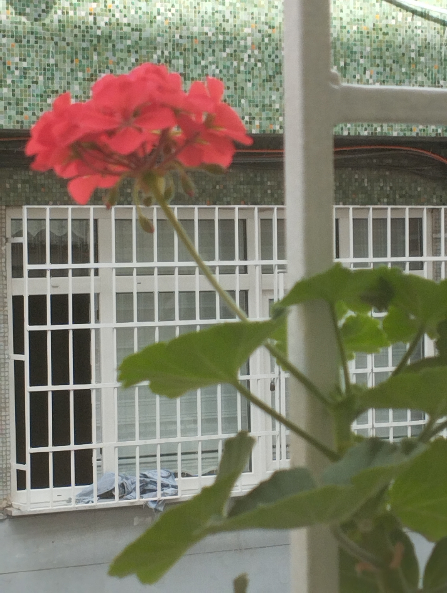 The image shows a red flower in the foreground, with green leaves and a white metal railing. In the background, there is a building with a tiled facade and windows with white bars. A crumpled blue cloth is visible on the windowsill. The scene appears to be an outdoor setting, possibly a balcony or window ledge of an apartment building. The specific location in Istanbul, Turkey, cannot be determined from the visual information provided.