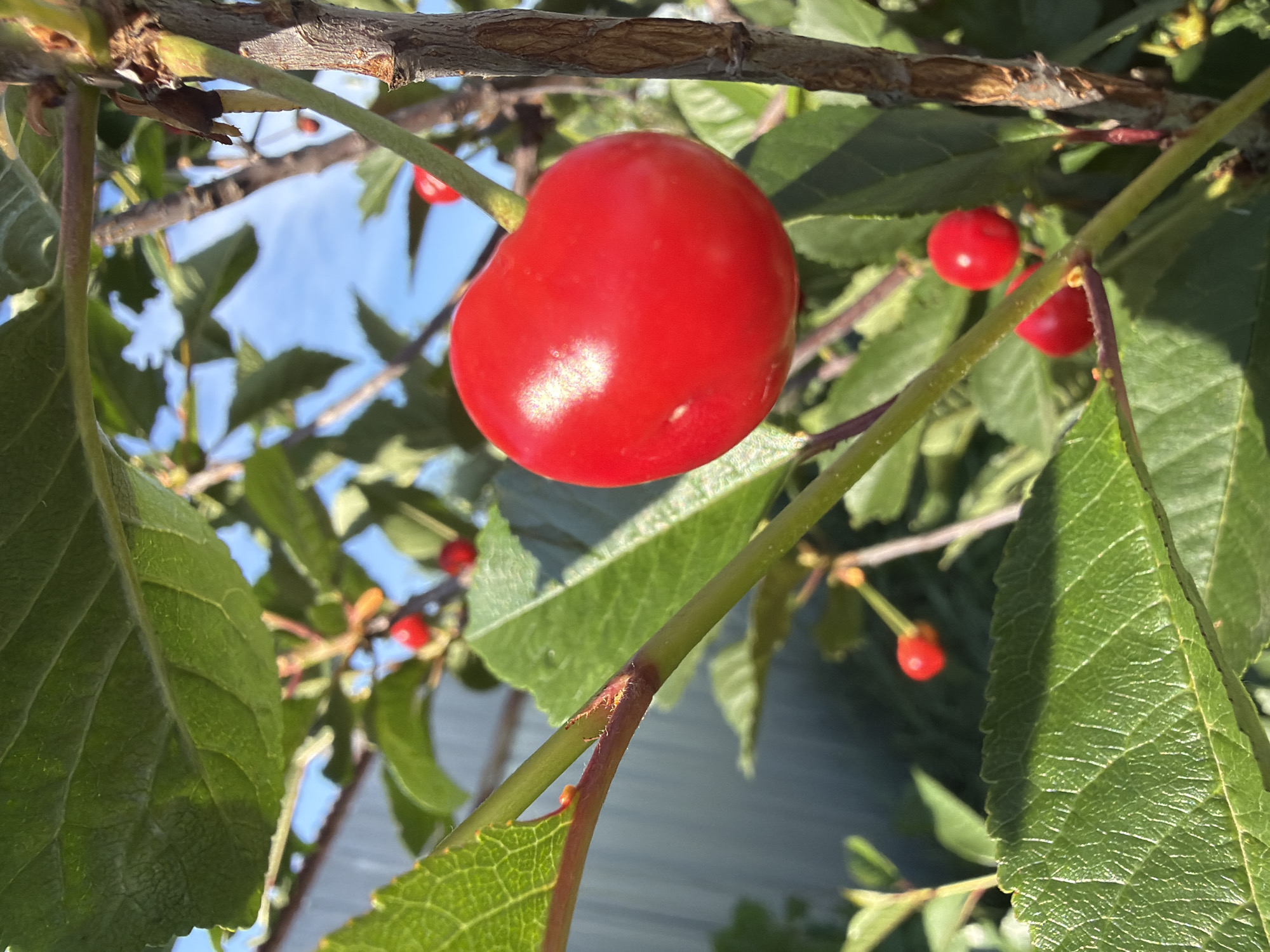 This media file shows a close-up view of a ripe cherry fruit hanging from a branch, surrounded by green leaves and other cherries. The cherry is a vibrant red and appears plump and juicy, with a slight sheen from the sunlight. The background consists of more foliage and a bright blue sky, suggesting an outdoor setting on a sunny day. The image is taken from a low angle, looking up at the cherry. There are other smaller, less developed cherries visible on the same branch and in the surrounding leaves, as well as a rough tree branch in the upper part of the frame. The lighting suggests it is daytime, likely late morning or afternoon due to the brightness and the highlights on the cherry. No people or text are visible in the image. The location context provided is Узюково, Russia.
