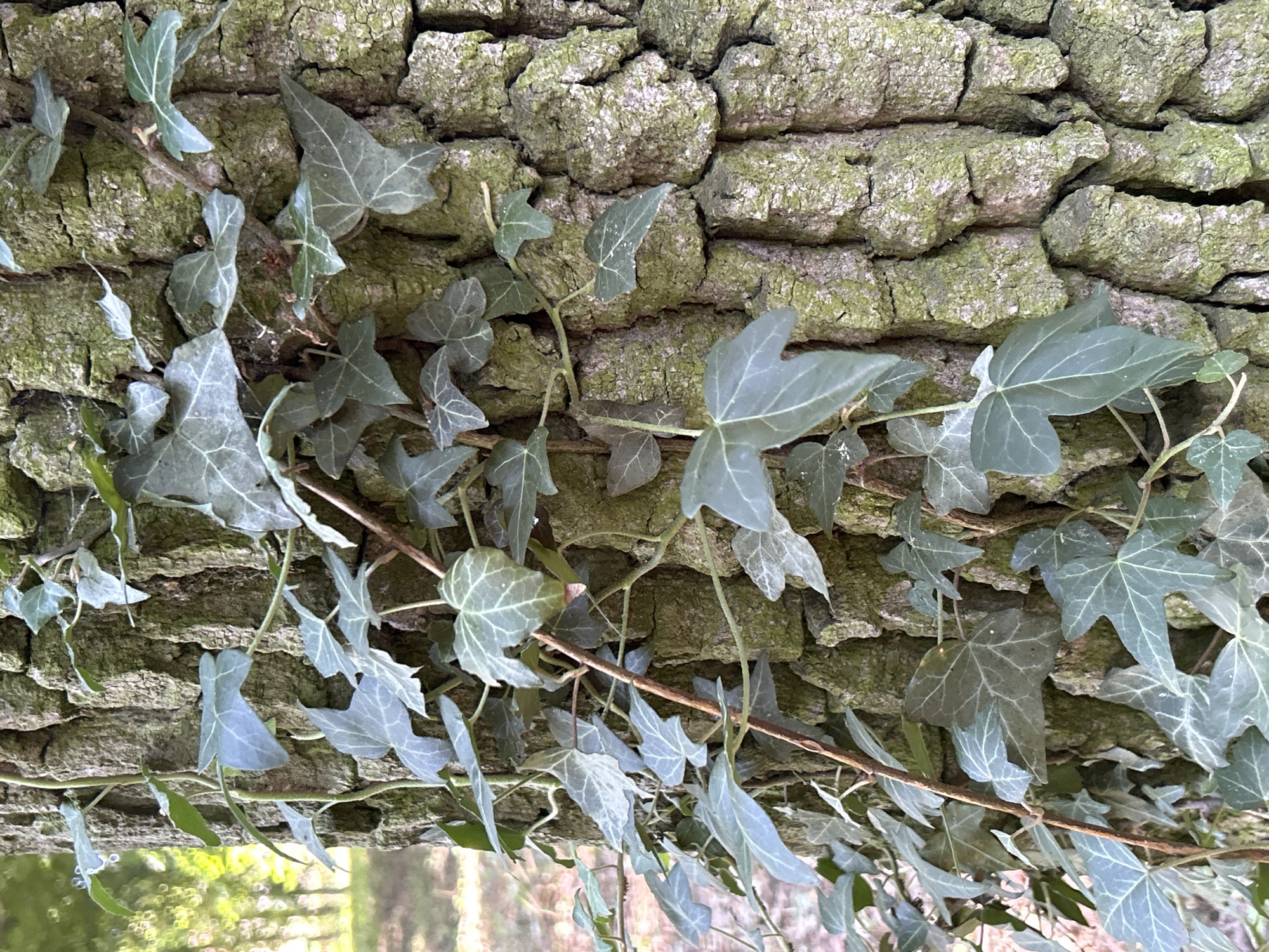 The image is a close-up, vertical shot of a tree trunk with ivy vines growing on it. The bark of the tree is rough, deeply grooved, and appears to have a greenish mossy texture in places. The ivy leaves are a muted green color with lighter, prominent veins. The leaves vary in size and shape, with some showing the characteristic lobed structure of ivy. The vines twist and turn, some thicker and woody, others thinner and more flexible. The background is blurred, suggesting an outdoor environment, possibly a park or wooded area, with hints of dappled sunlight and greenery. There are no people or animals visible in the image. The image does not provide any specific information or context to determine its location in the city of Tczew, Poland.