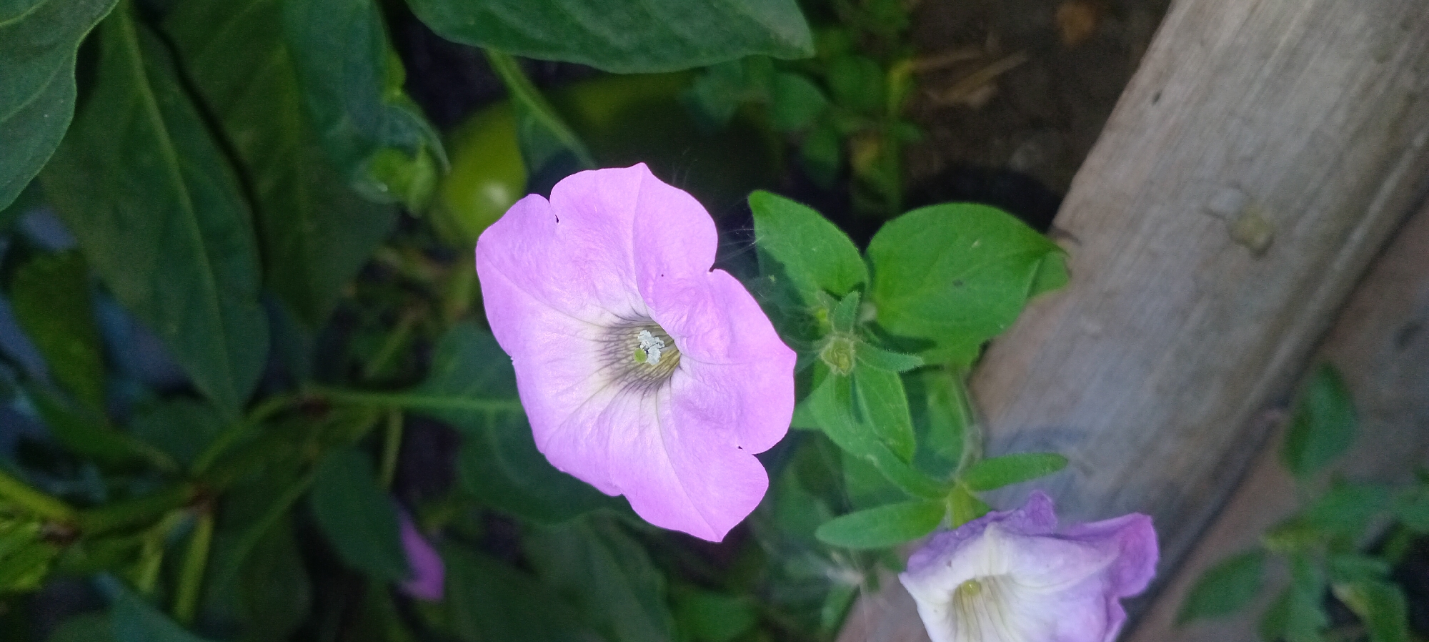 A close-up, slightly angled shot captures a light pink petunia flower in full bloom against a dark, leafy background. The flower's petals are delicate and slightly ruffled, with a darker, grayish-purple hue in the center, leading to a bright green stamen. A tiny droplet of water or dew rests on the stamen. The background consists of blurred green leaves, some of which appear to be part of the same plant, while others belong to the surrounding foliage. A portion of a wooden plank runs diagonally across the lower part of the frame, with another partially visible pale pink and white petunia at the bottom left. The overall lighting suggests it might be dusk or an overcast day, with soft illumination highlighting the flower. No people or specific urban landmarks are visible.