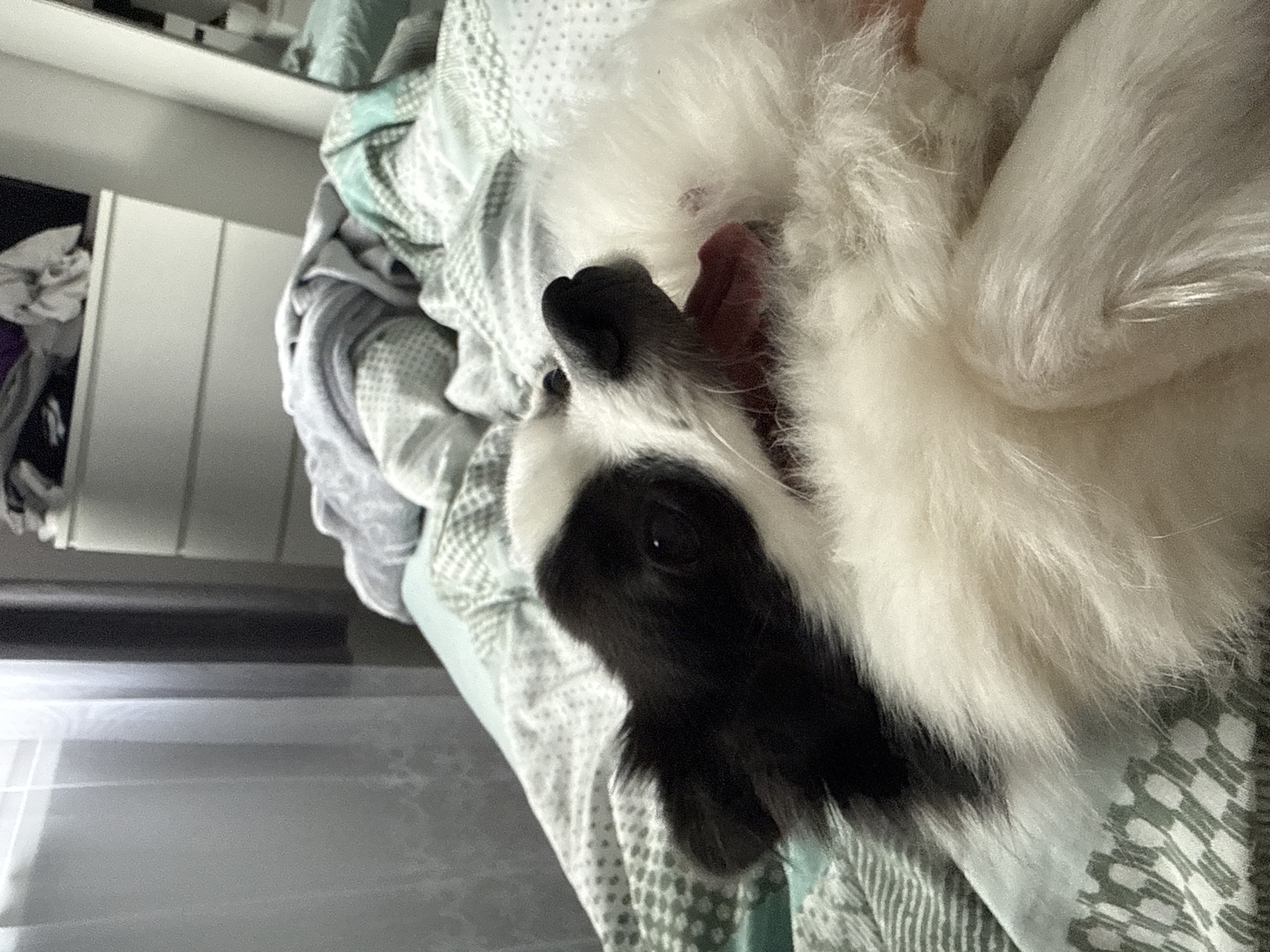 A white and black dog is lying on a bed covered with patterned bedding. A dresser is partially visible in the background. The photo does not include enough details to determine the specific location in Stara Zagora, Bulgaria.