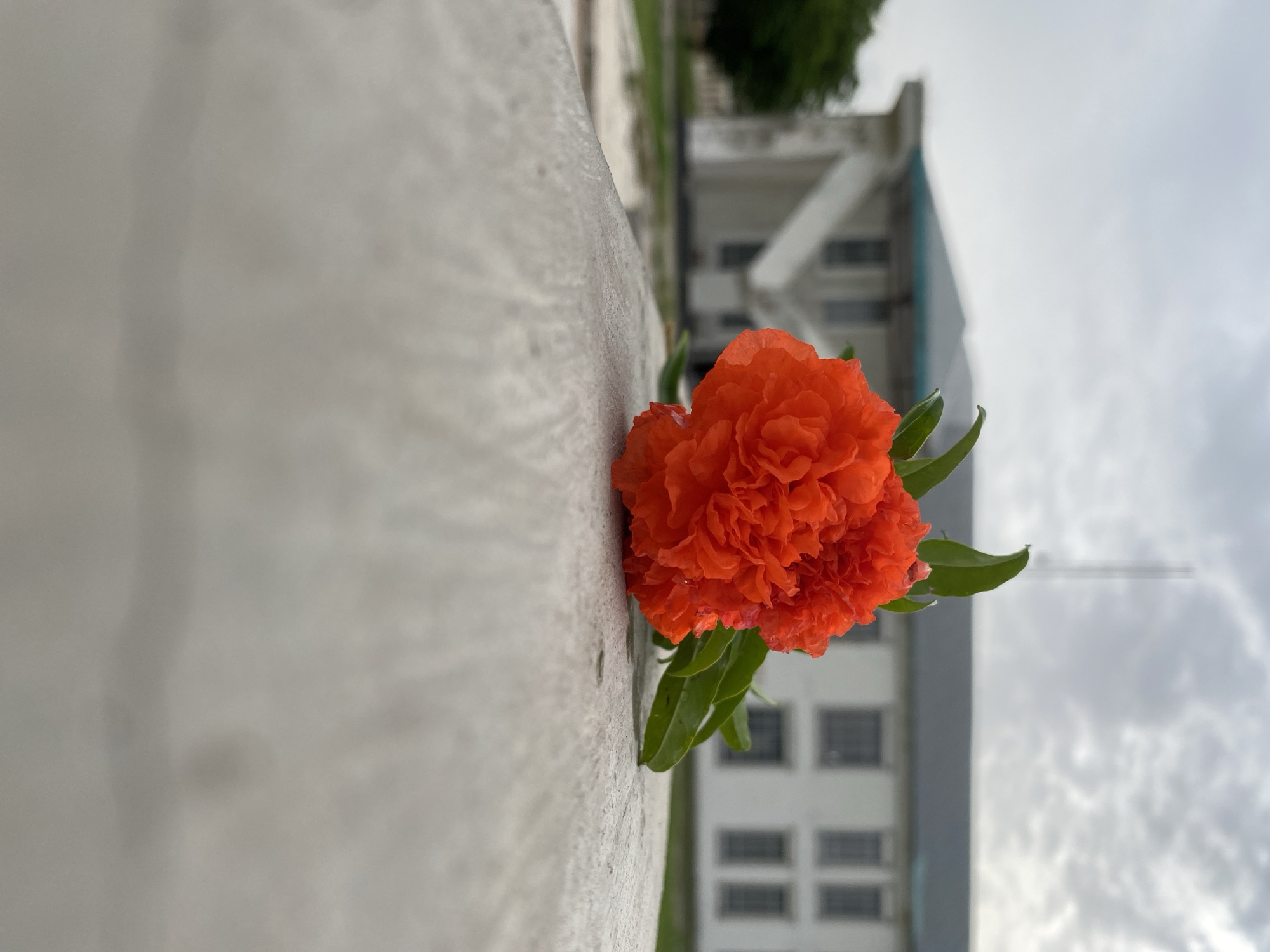 A vibrant orange, multi-petaled flower lies on a textured, grey concrete surface. The flower is in focus and positioned slightly to the left of the center of the frame. Behind the flower, a blurred white building with dark windows and a teal roof is visible. The sky above is overcast with a grey, cloudy pattern. Green foliage is visible attached to the flower and in the background to the left of the building. The scene appears to be outdoors, possibly in a public space.
