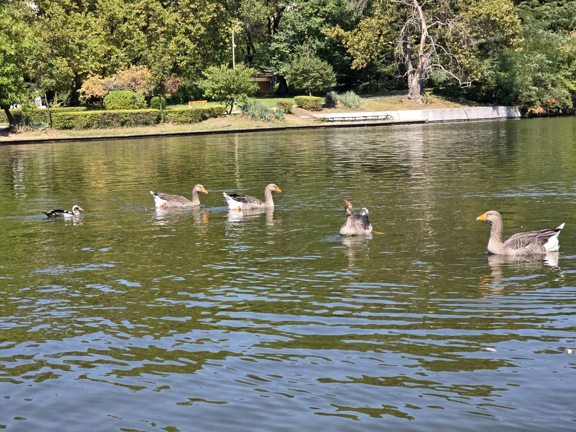 A serene park scene depicts a body of water with several geese swimming. The water is a deep green, reflecting the lush trees and foliage that surround the lake. The trees are a mix of vibrant green and some autumnal shades of orange and yellow, suggesting it may be late summer or early fall. A concrete embankment runs along the edge of the water, with a neatly trimmed hedge behind it. Further back, park benches are visible, and a path winds through the greenery. The sunlight casts dappled reflections on the water's surface.