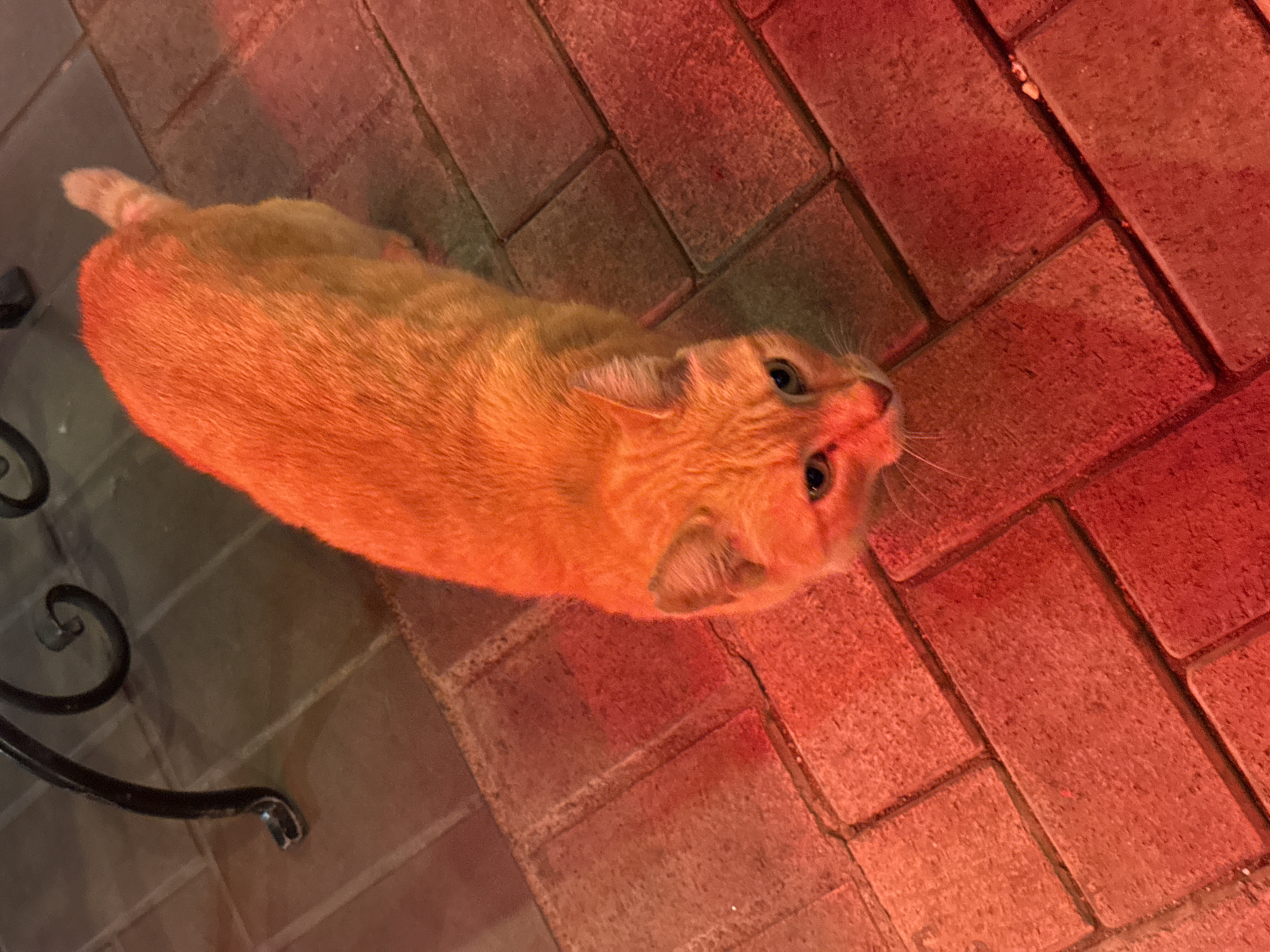 An orange cat lies on a brick paved surface, illuminated by red light. Part of a dark metal table or stand is visible on the left. The location cannot be determined from the image.