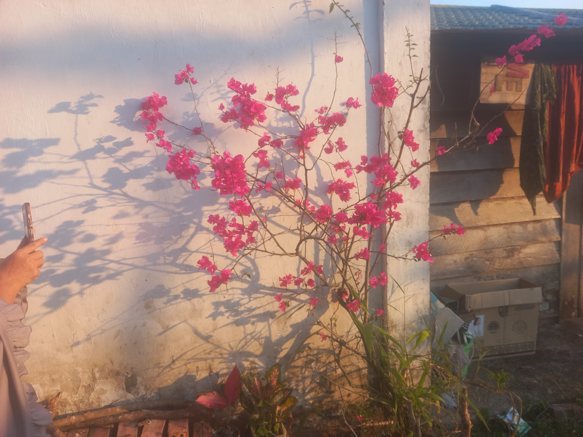In Kasang Pudak, Indonesia, a bougainvillea plant with bright pink flowers is in full bloom, casting shadows on a white, textured wall. A person's arm and hand are visible on the left side of the image, holding a smartphone, suggesting they are taking a photograph of the scene. The background features a rustic wooden structure, possibly a shed or house, with faded curtains hanging on the right and a cardboard box nearby. The overall lighting indicates it is likely late afternoon or early morning, with the warm glow of the sun illuminating the flowers and creating distinct shadow patterns.