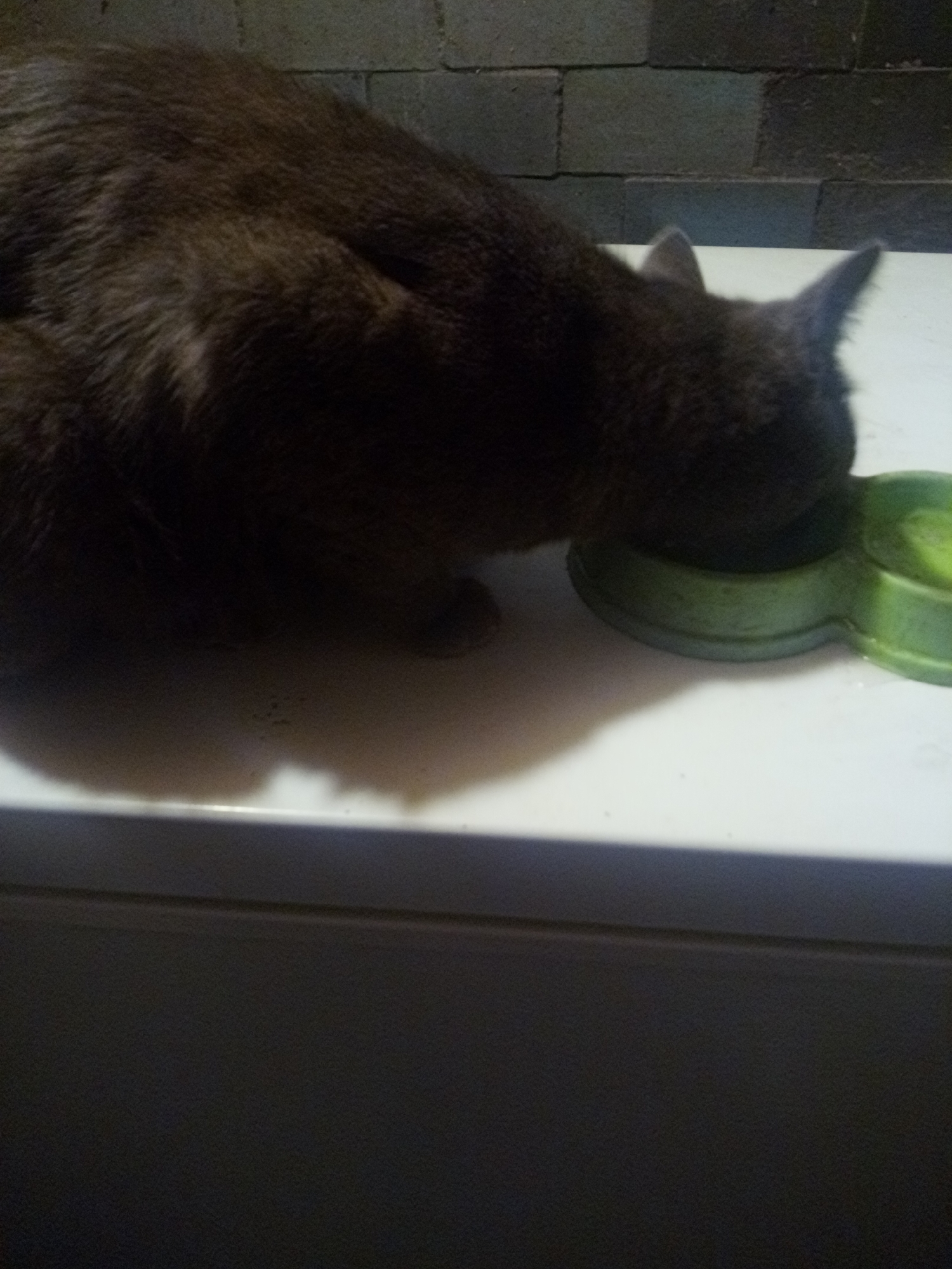 A dark-furred domestic cat is centrally positioned, actively consuming from a lime-green, two-compartment pet bowl situated on a light-colored, flat surface, possibly a counter or table. The cat's head is submerged in the left bowl section, and its dark brown or charcoal gray fur, with visible texture, covers its back. Its pointed ears are upright. A distinct shadow of the cat and bowl is cast on the white surface. The background features a dark wall composed of rectangular masonry blocks, likely cinder blocks, arranged in horizontal courses. The scene is dimly lit, with the lower portion of the image obscured by shadow. The setting is identified as an indoor location within Querétaro, Mexico.