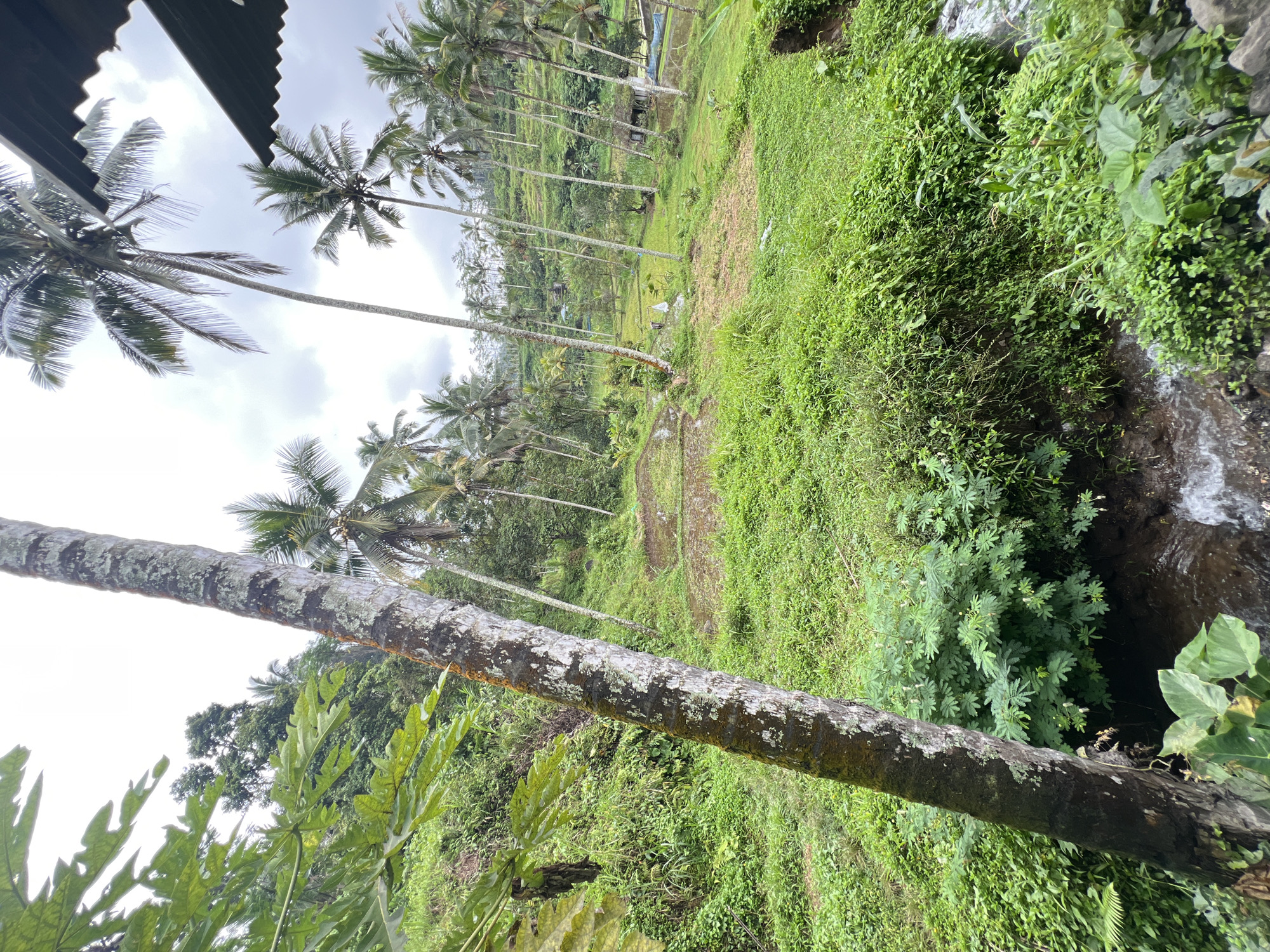 A view of a lush, green landscape with numerous palm trees. In the foreground, a large tree trunk dominates the left side of the image, its bark textured with moss and lichen. Beyond the trunk, a gentle slope covered in dense greenery descends towards a small, watery stream or irrigation channel. In the mid-ground, several patches of rice paddies are visible, some appearing to be recently planted or flooded. A few small structures, possibly sheds or huts, are scattered amongst the paddies and trees. The background is filled with more palm trees, many of which are leaning at various angles, creating a sense of depth and scale. The terrain appears to be hilly or terraced. The sky is overcast with clouds. The scene depicts a rural agricultural environment, typical of locations like Rendang, Indonesia, known for its rice terraces and tropical vegetation. There are no people visible in the image.