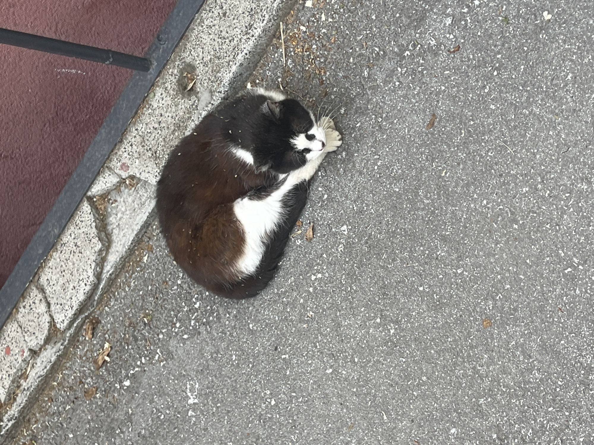 A black and white cat is curled up, sleeping on a concrete surface next to a metal railing. The surface appears to be a sidewalk or pavement. The location is in Plovdiv, Bulgaria. No people are visible in the scene.