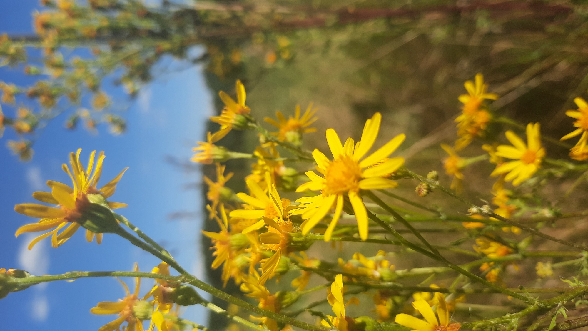 The image depicts a close-up view of yellow wildflowers under a clear blue sky. The flowers are in focus in the foreground, with their delicate petals and yellow centers clearly visible. The stems and leaves of the plants are also discernible. In the background, more flowers and foliage are visible, out of focus, creating a soft, blurred effect. The overall impression is one of a natural, outdoor setting, likely a field or meadow. There is no indication of the city of Шклоў, Belarus, or any other specific location.