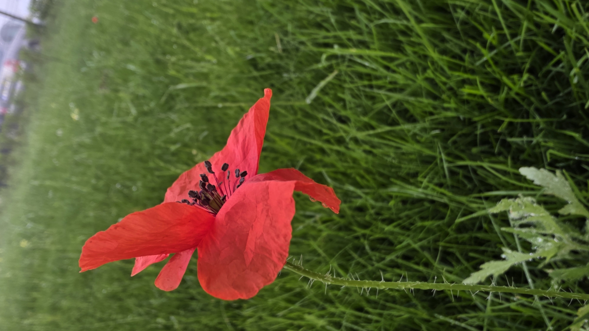 An extreme close-up shot focuses on a single red poppy in a grassy area. The flower, positioned to the left of the frame, displays vibrant red petals with dark stamens in its center. The stem is slender and covered in fine, sharp hairs. The background is dominated by a blur of green grass, suggesting an outdoor setting, possibly a meadow or park. In the upper right background, there is a faint, out-of-focus suggestion of vehicles and possibly buildings, indicating proximity to a road or urban area. The overall impression is one of natural beauty within a somewhat developed environment. The image does not depict any individuals or specific landmarks identifiable as being in Devnya, Bulgaria.