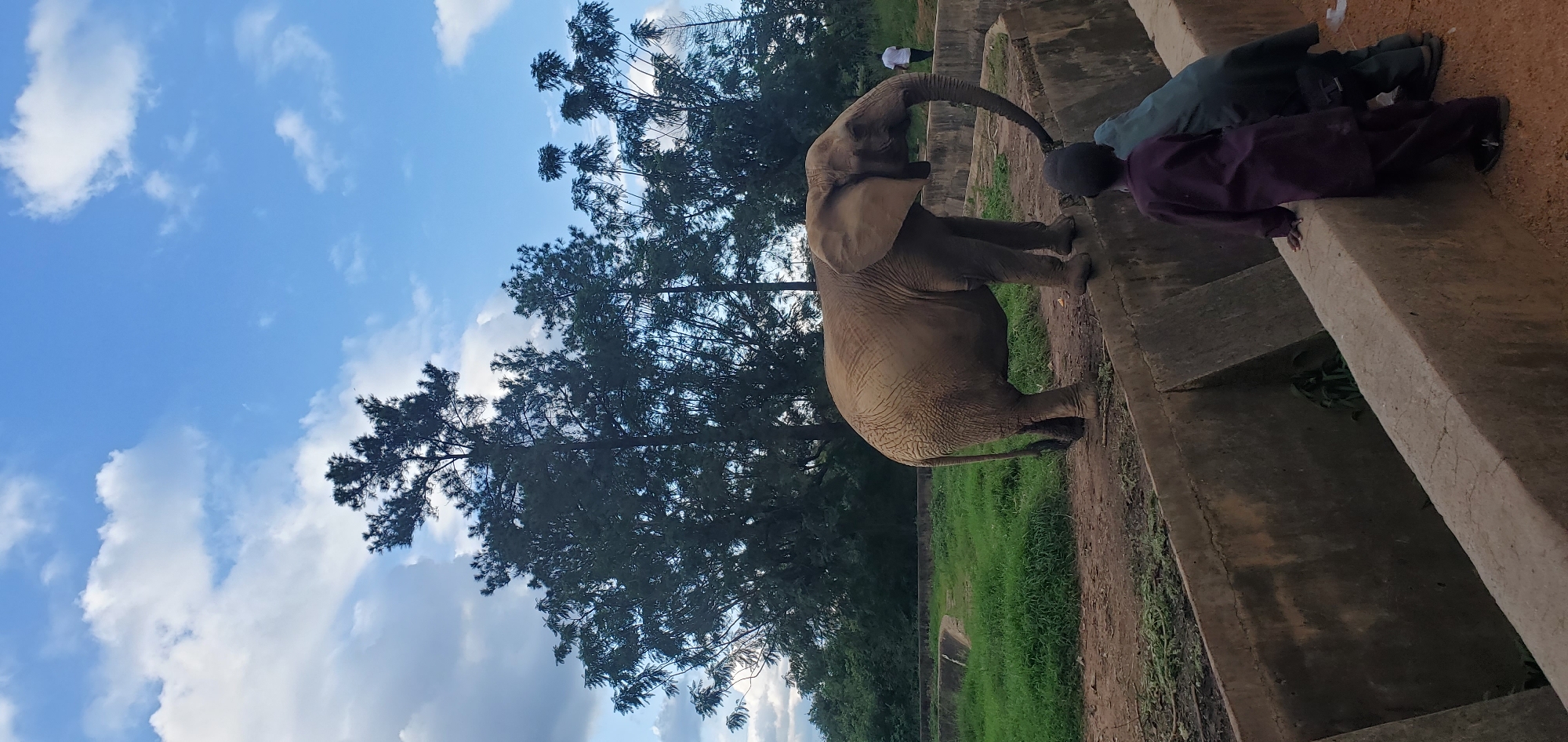 An elephant stands on the edge of a concrete enclosure, its trunk curled. Two children, one in a purple outfit and the other in a dark green garment, lean over the wall to observe the animal. In the background, a person in a white shirt walks away, and dense trees form a dark line against a bright sky with scattered clouds. The enclosure appears to be located in a zoo or wildlife park in Jos, Nigeria, an area known for its elevated terrain and temperate climate, which supports such vegetation and outdoor animal habitats. The ground is a mix of dirt and patchy grass.