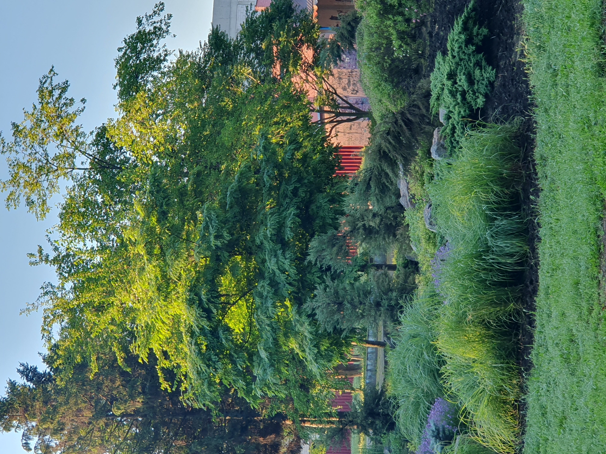 This is a medium-shot, vertical, outdoor photograph taken in the city of Unknown, Unknown. The scene depicts a lush garden with various types of foliage under a clear blue sky. In the foreground, a neatly manicured lawn of bright green grass is visible. Behind the lawn, a section of the garden features tall, ornamental grasses with a feathery texture, interspersed with clusters of small purple flowers and smooth, grey rocks. To the right of the grasses, a low-growing, dense evergreen shrub with needle-like leaves is planted in dark, mulched soil.
Dominating the midground and background are several trees of varying sizes and species. A tall conifer with dark green foliage stands on the left, partially obscuring a lighter green deciduous tree with dense foliage. The deciduous tree is illuminated by the sun, which creates bright highlights on its leaves. Further back, more trees are visible, including one with a more open canopy and distinct branches.
Behind the trees and garden, glimpses of structures are visible. On the right side of the image, a building with a pinkish-orange facade is partially visible, adorned with graffiti. A section of a red fence or wall is also present in the midground, behind some of the trees. The overall impression is of a well-maintained, aesthetically pleasing garden space, likely in a residential or public area within the city. The lighting suggests it is either early morning or late afternoon, with the sun casting a warm glow on the vegetation. There are no people or animals visible in the frame.