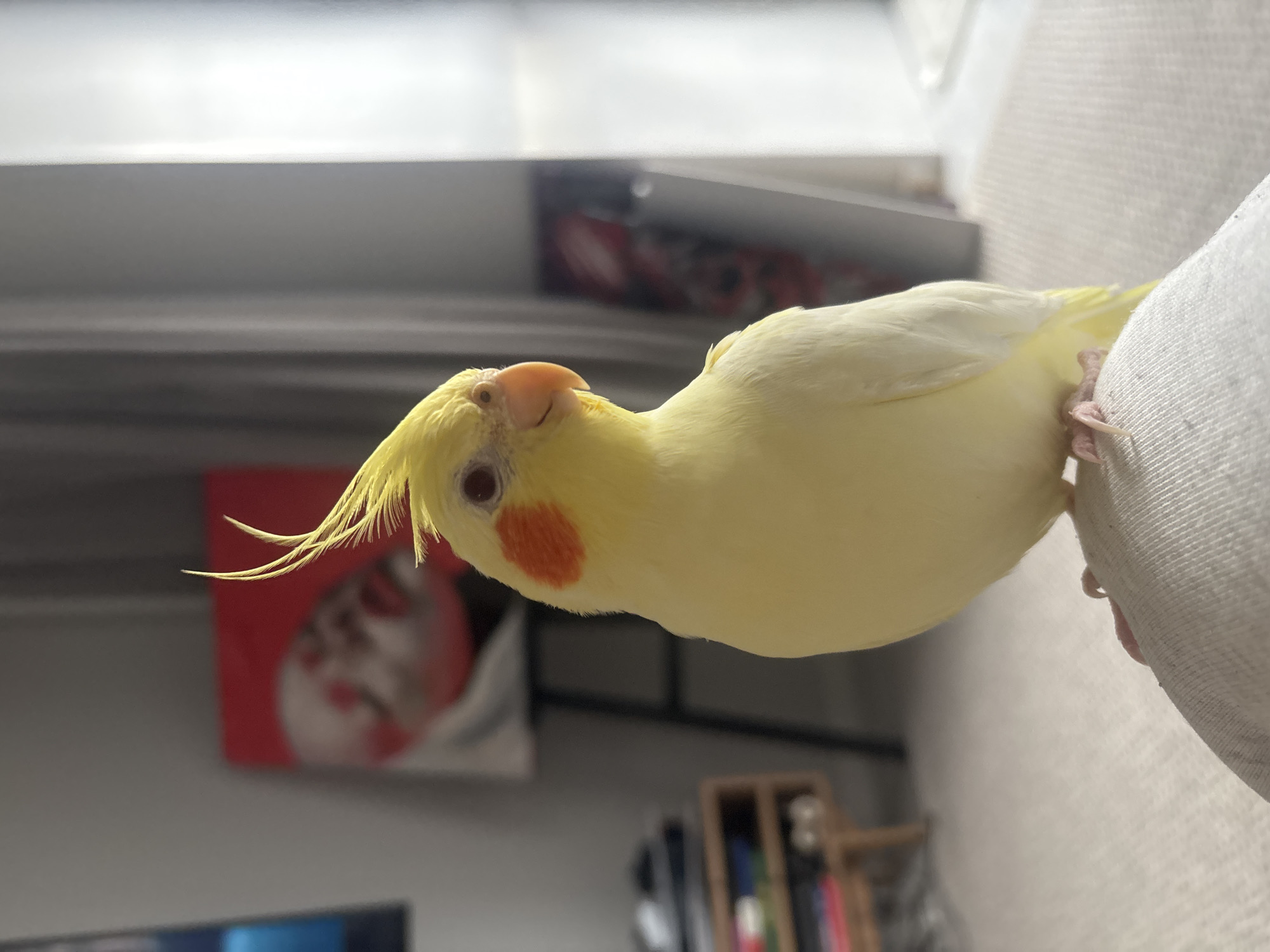 A pale yellow cockatiel perches on a light-colored fabric surface, possibly a sofa. Its head is tilted, with a prominent crest and orange cheek patches. In the background, there is a glimpse of a window, artwork with red tones, and a bookshelf. The location cannot be determined as Krasnoyarsk, Russia, based on the visible elements of the image.