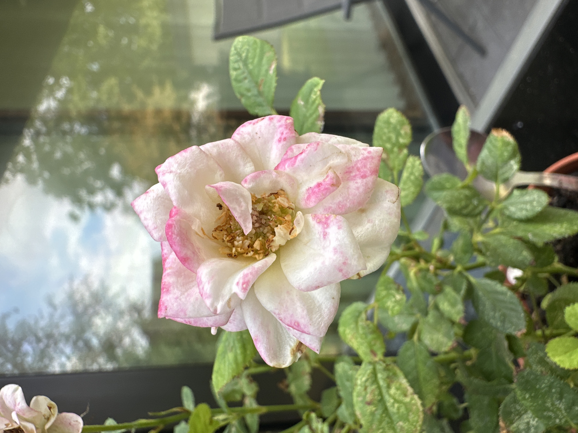 A close-up, vertical shot focuses on a white rose with pink accents on its petals, centered in the frame. The rose, with its ruffled petals and visible stamens, appears to be slightly past its prime, with some browning on the edges of a few petals. The rose is part of a plant with green leaves, some of which show signs of discoloration or damage. The plant is in a brown pot. In the blurred background, a large window reflects a cloudy sky and trees, suggesting an outdoor setting or a room with a view. A portion of a dark-colored chair is visible in the far right background. The scene is likely situated in Krefeld, Germany, given the context provided.